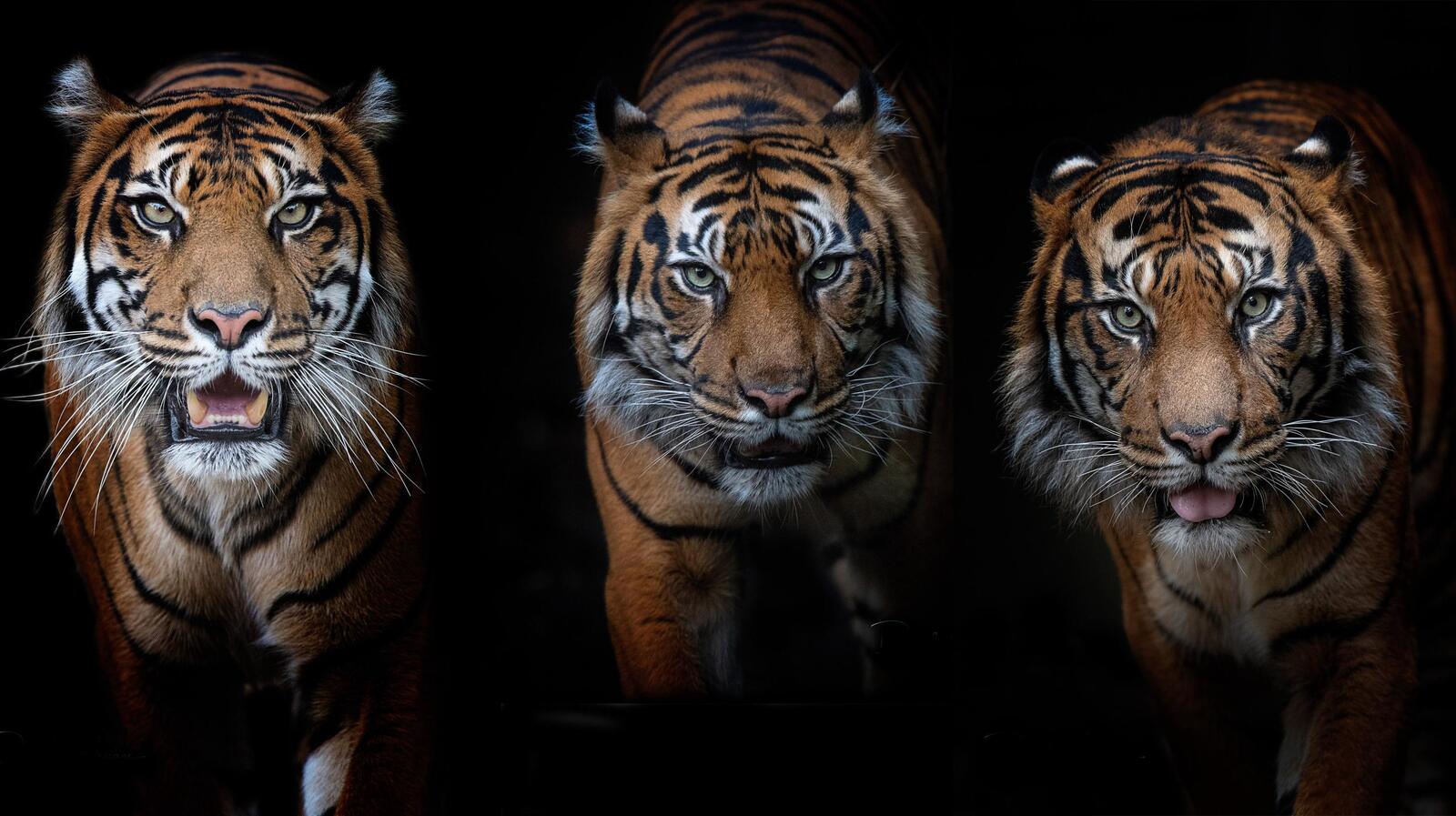 Обои хищник тигр поза на рабочий стол