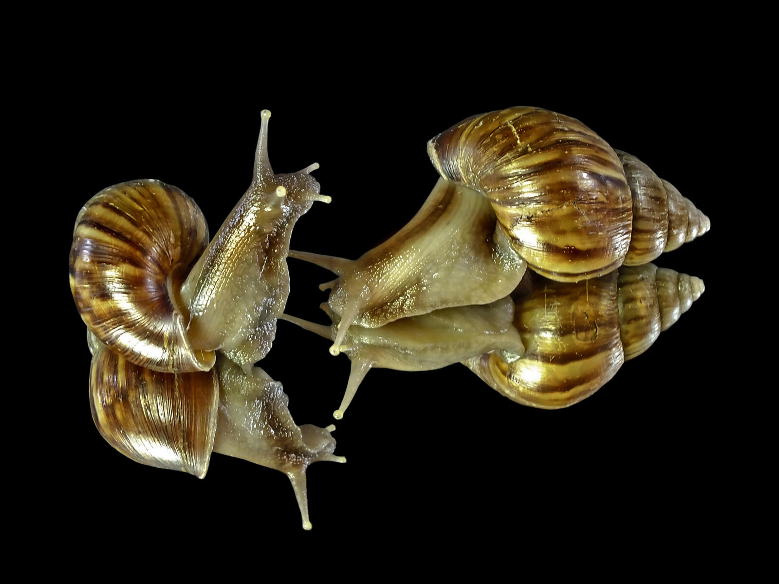 Wallpapers snails black background gastropods on the desktop