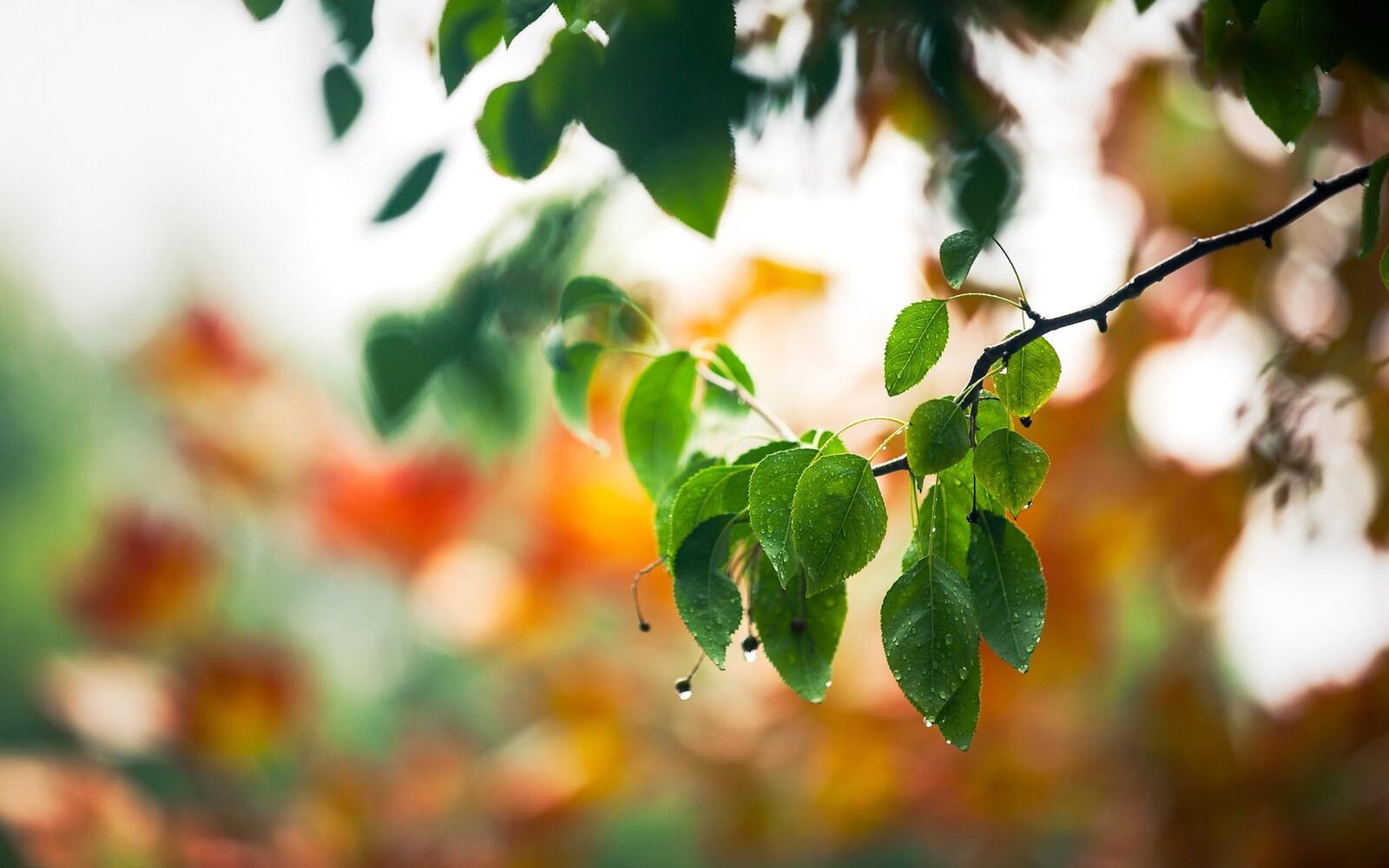 Free photo Green birch leaves in the rain