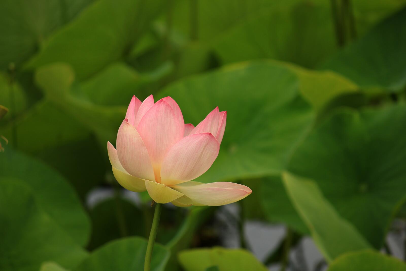 Wallpapers proteales lotus family sacred Lotus on the desktop