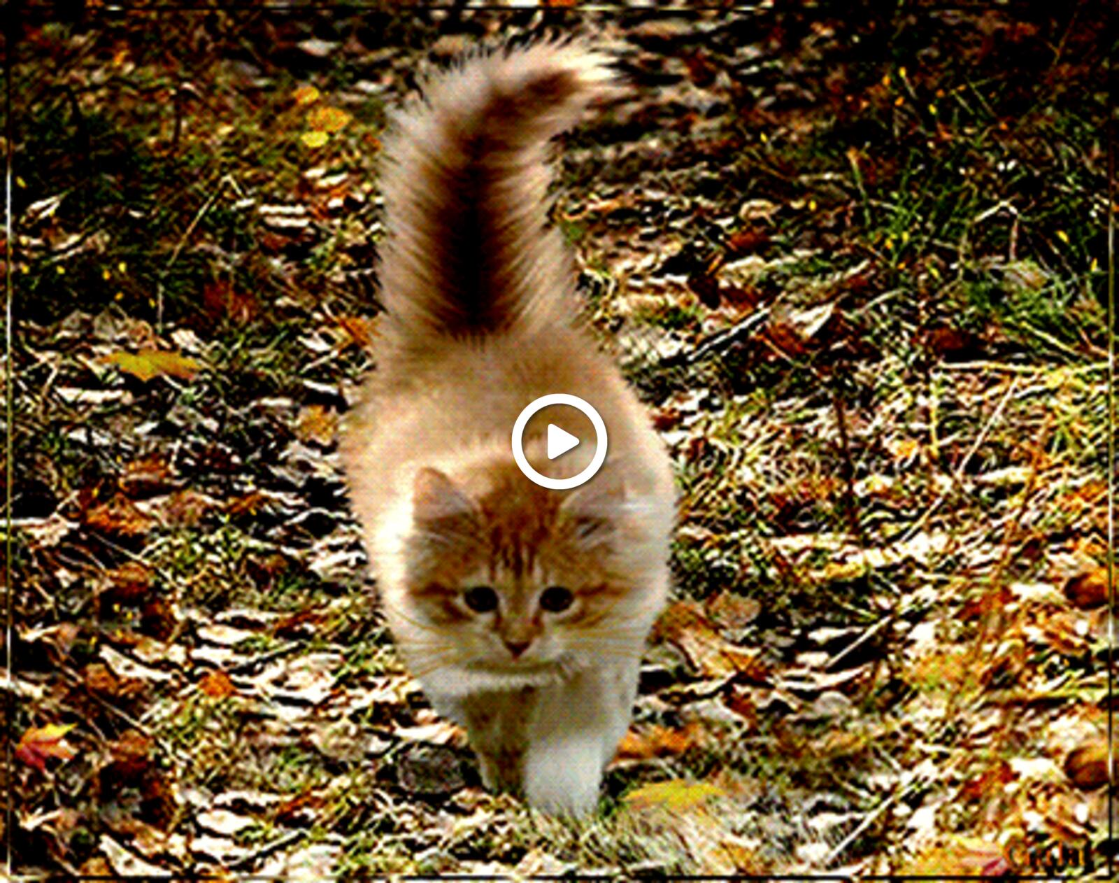 autumn hello kitten