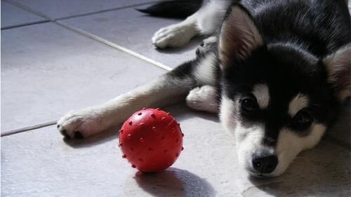 A husky puppy with a ball