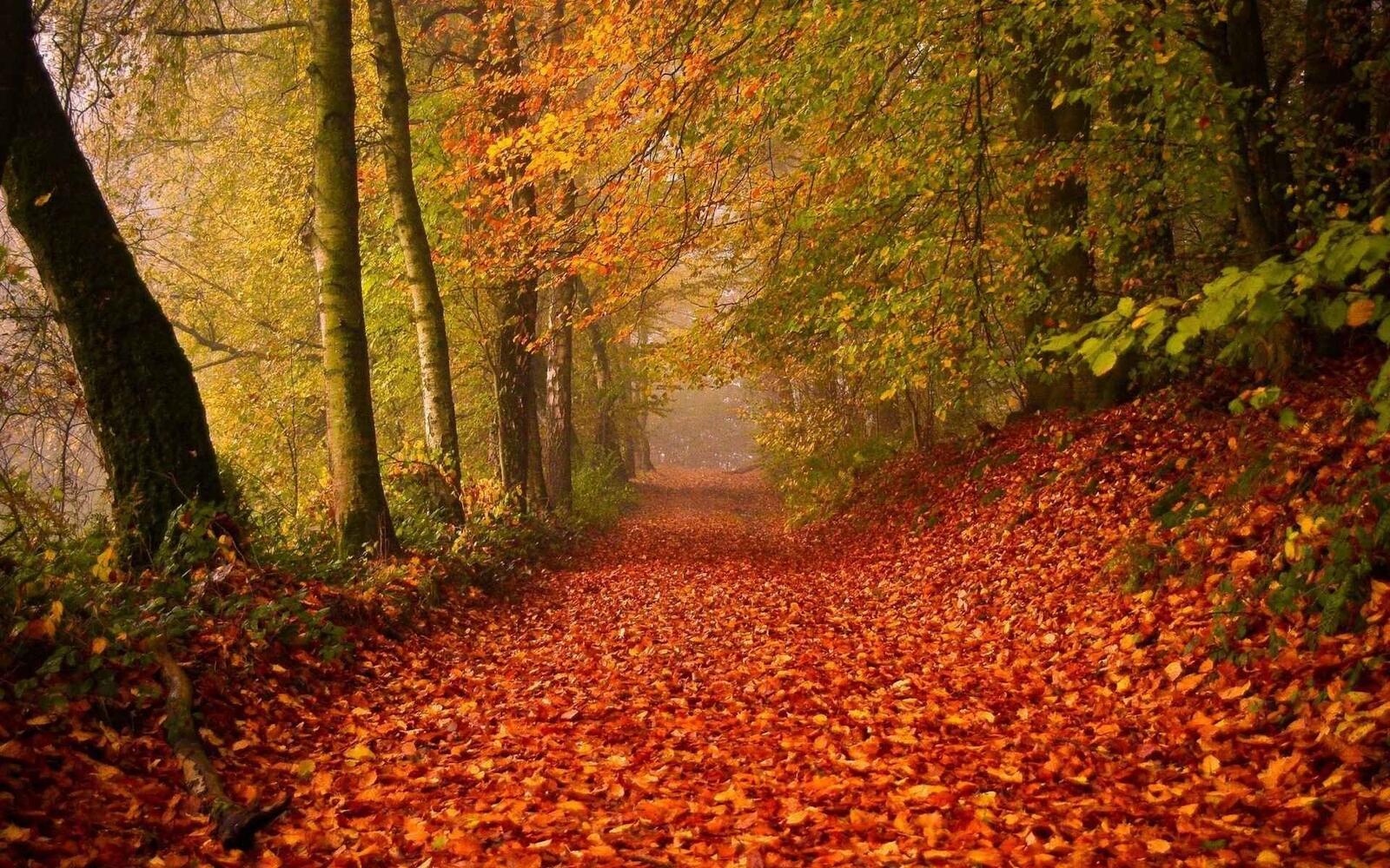 Wallpapers leaves autumn trail on the desktop