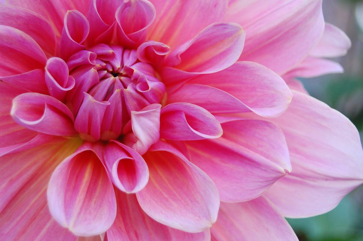Цветок с розовыми лепестками крупным планом