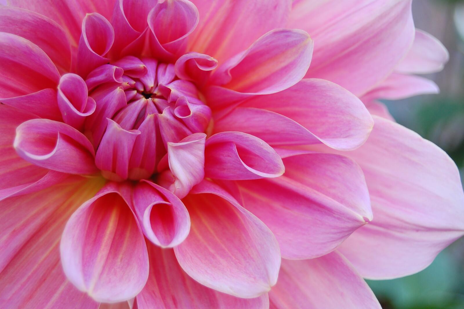 Бесплатное фото Цветок с розовыми лепестками крупным планом