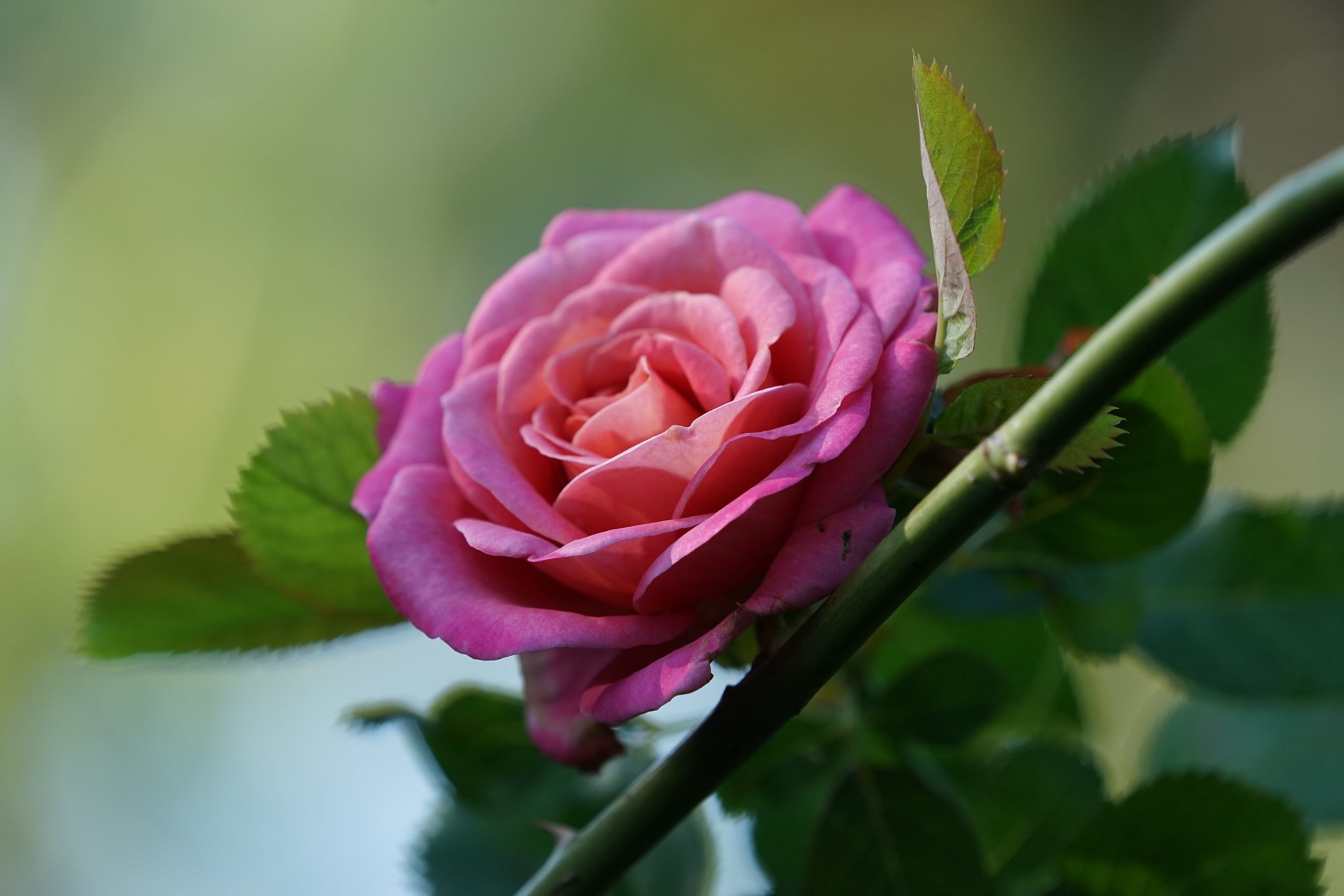 Free photo A pink rose on a branch