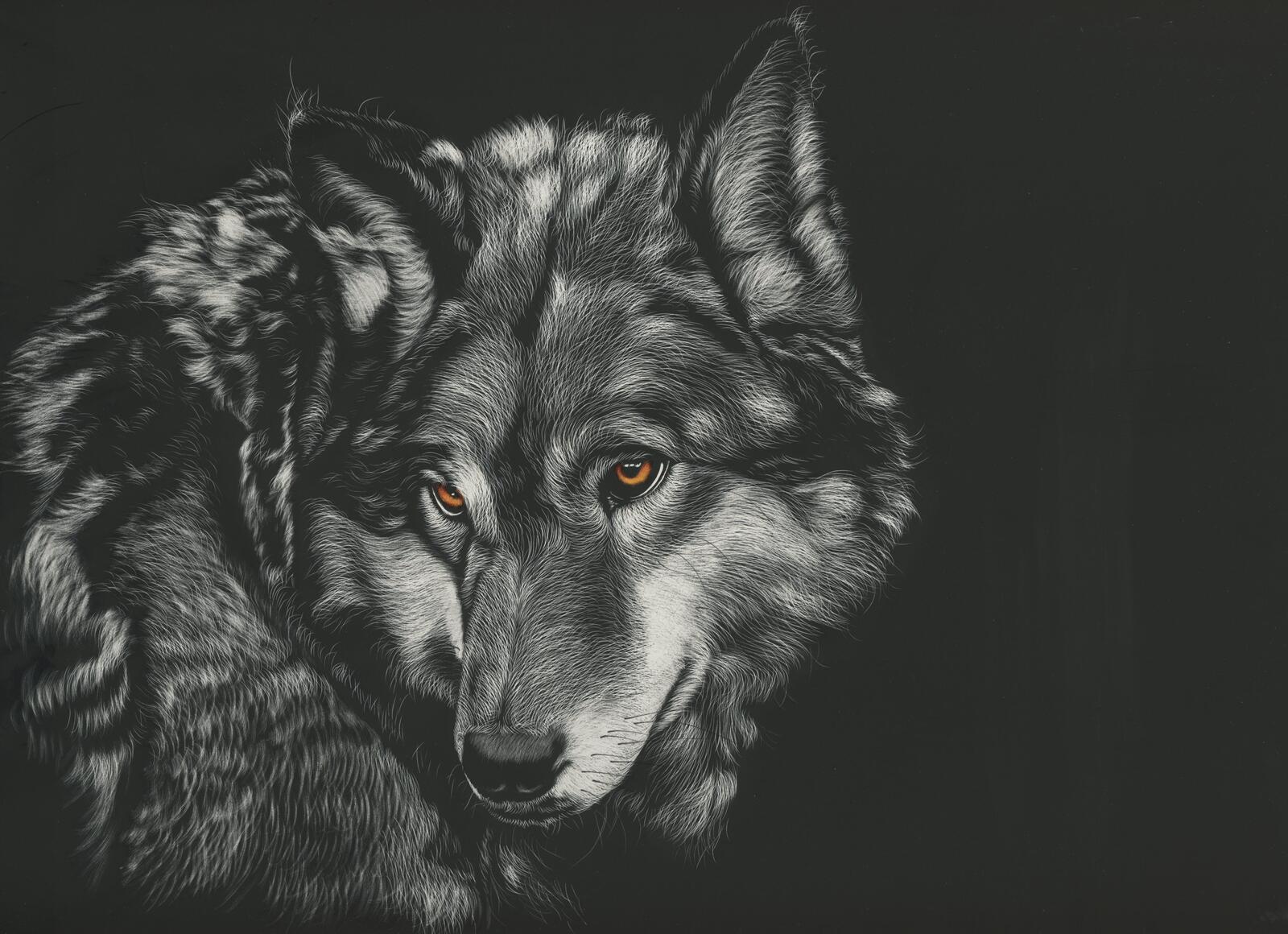Wallpapers wolf animals monochrome on the desktop