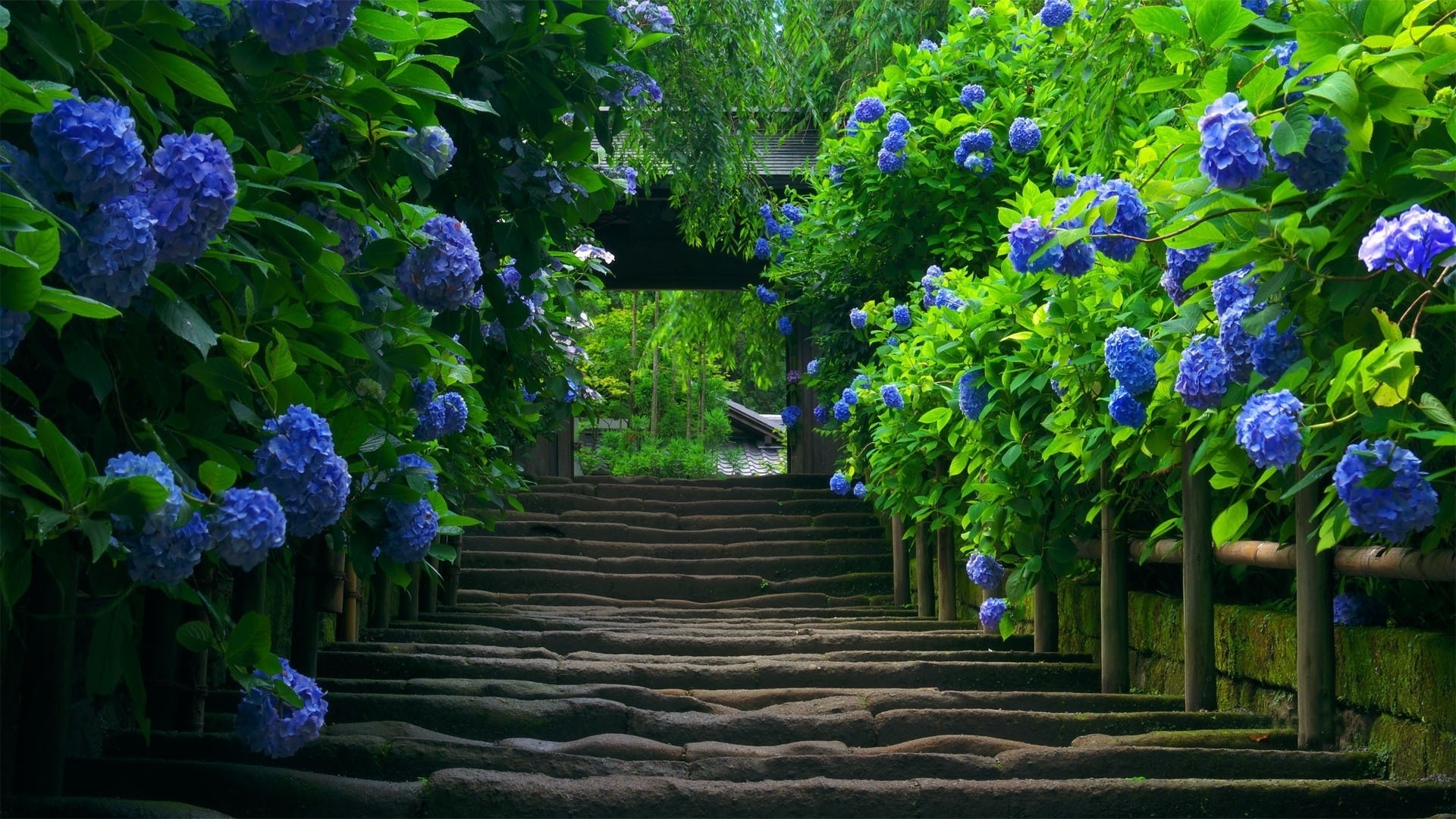 Wallpapers blue flowers stairs plants on the desktop