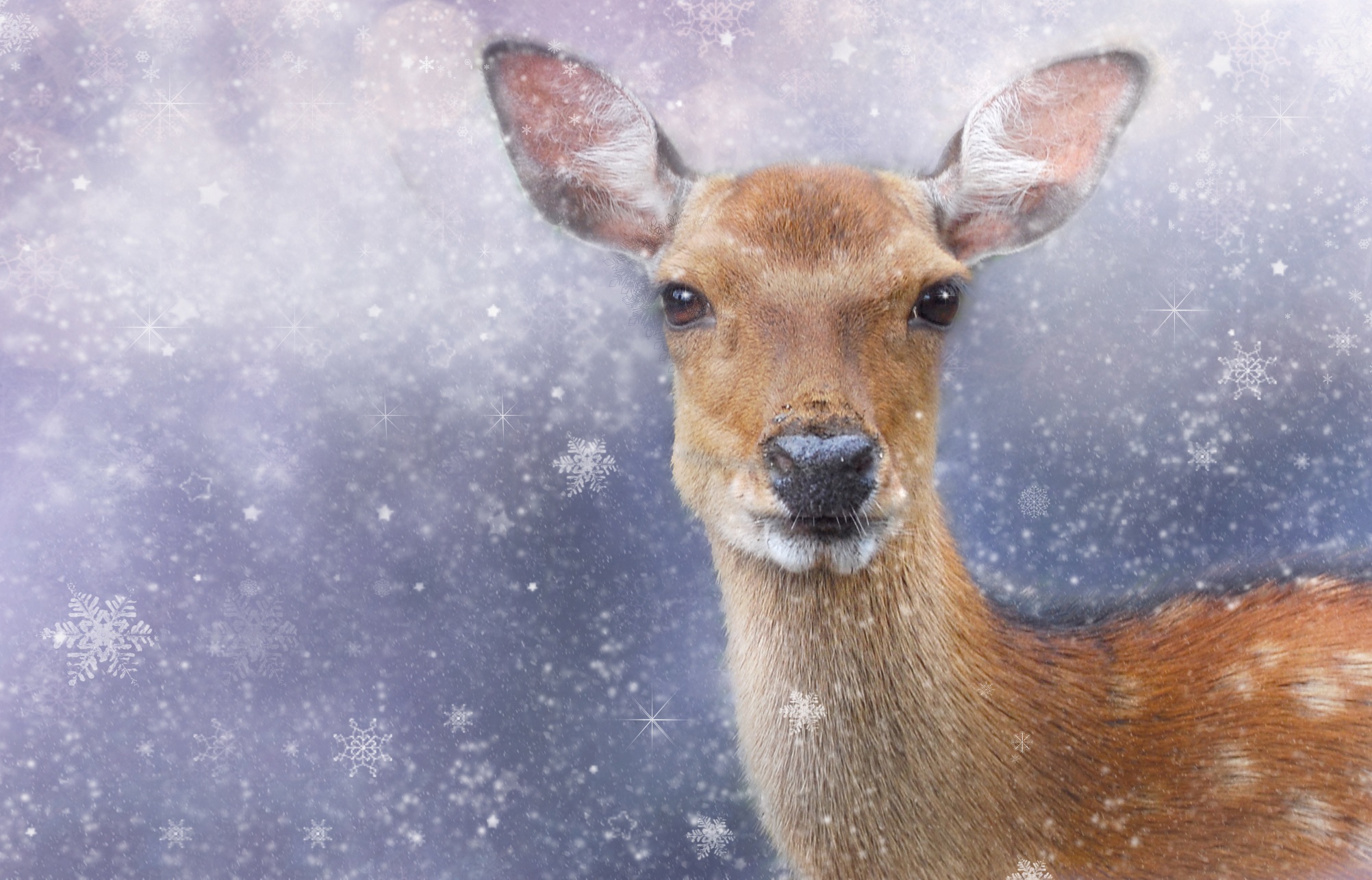 Фото снег, холодный, зима, животное, дикая природа, олень, зоопарк, млекопитающее, рождество, фауна, позвоночные, косуля, лань, снежинки, белохвостый олень - бесплатные картинки на Fonwall