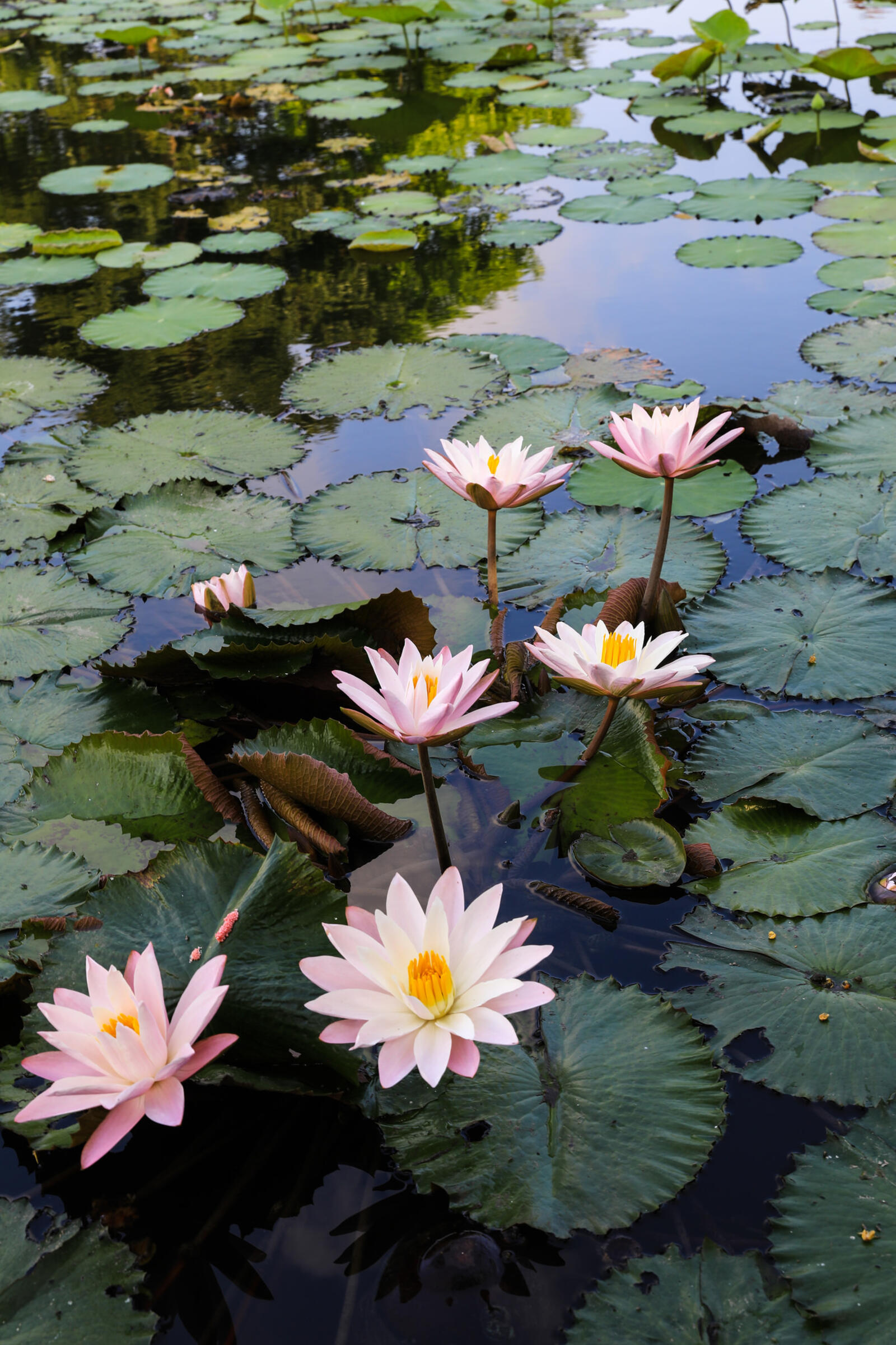 Wallpapers water lilies water lily body of water on the desktop