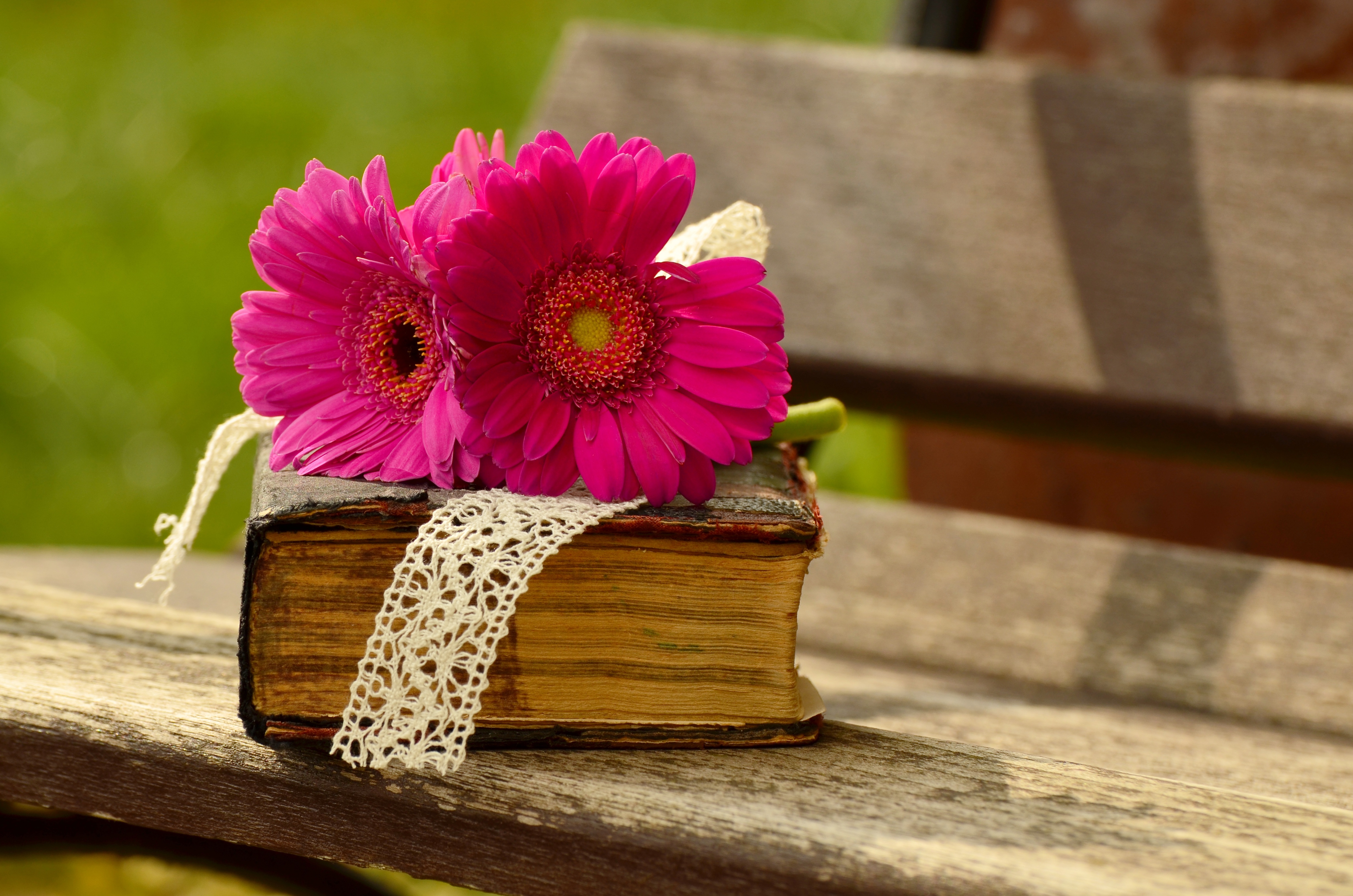 Фото цветок, книга, прочитать, растение, древесина, лепесток, цветения, весна, отдохнуть, романтический, желтый, розовый, флора, библия, банк - бесплатные картинки на Fonwall