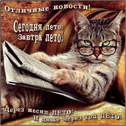 Postcard free humor, news, cat