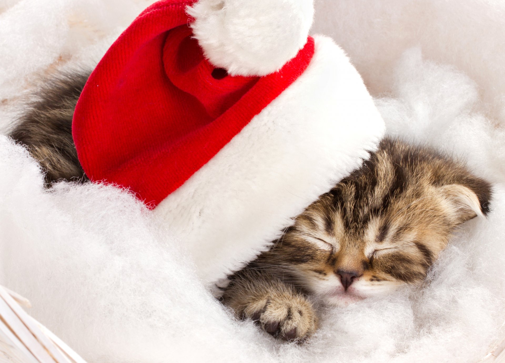 Фото бесплатно котенок, новогодняя шапка, праздник
