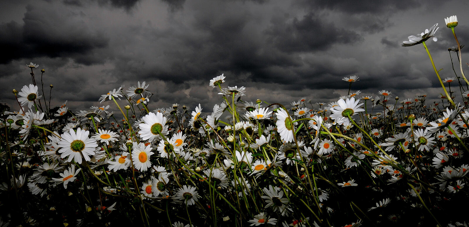 Wallpapers daisies flora clouds on the desktop
