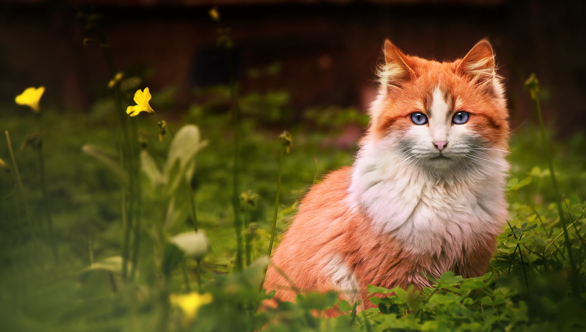 Рыжая кошка с очень красивыми голубыми глазами