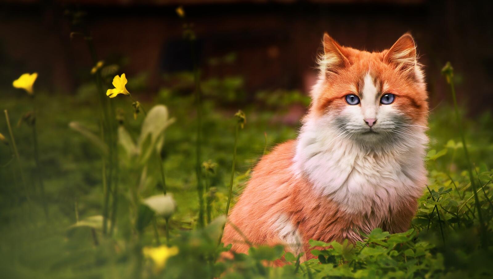 Бесплатное фото Рыжая кошка с очень красивыми голубыми глазами