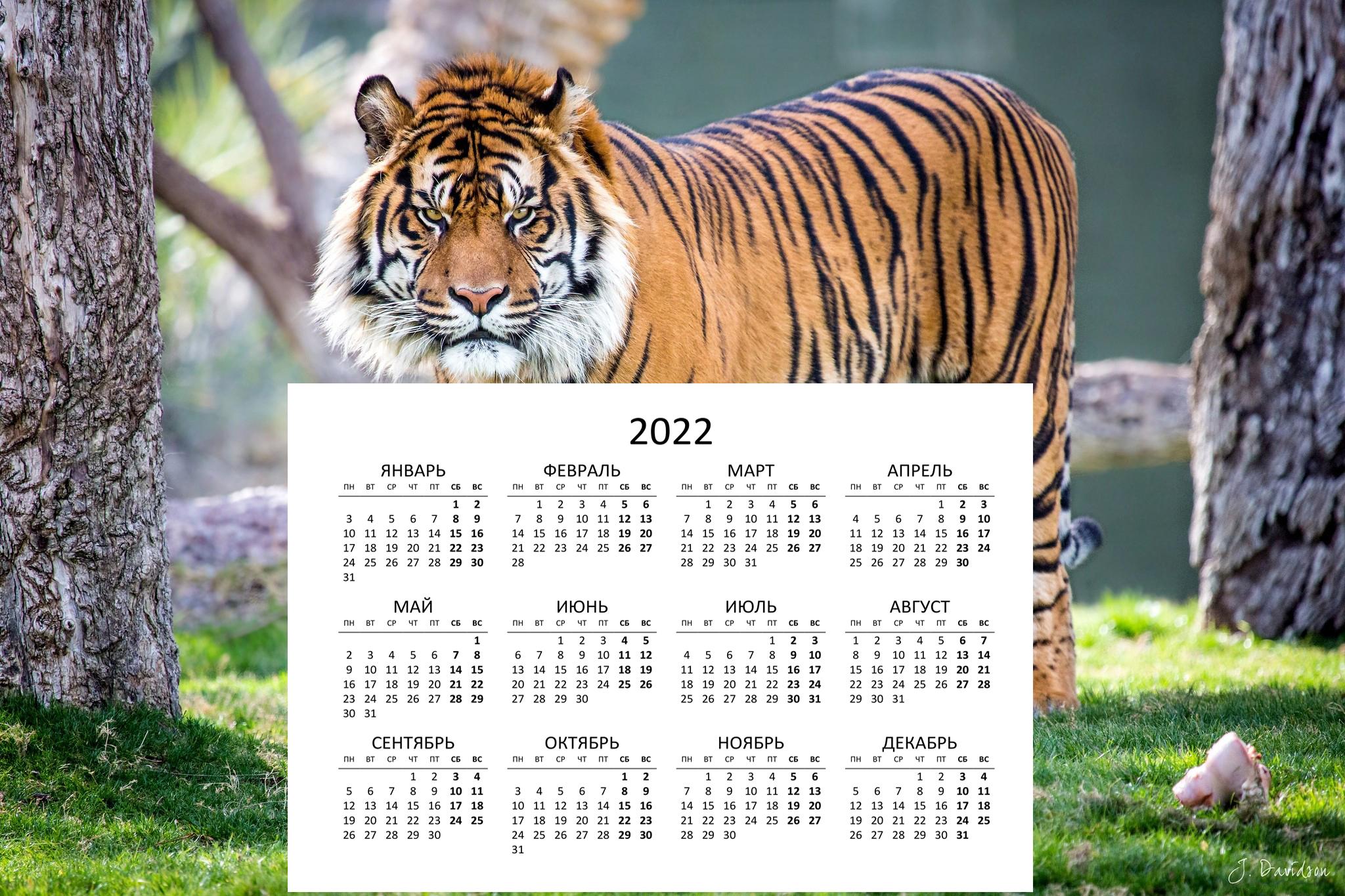 Обои календарь год тигра календарь 2022 на рабочий стол