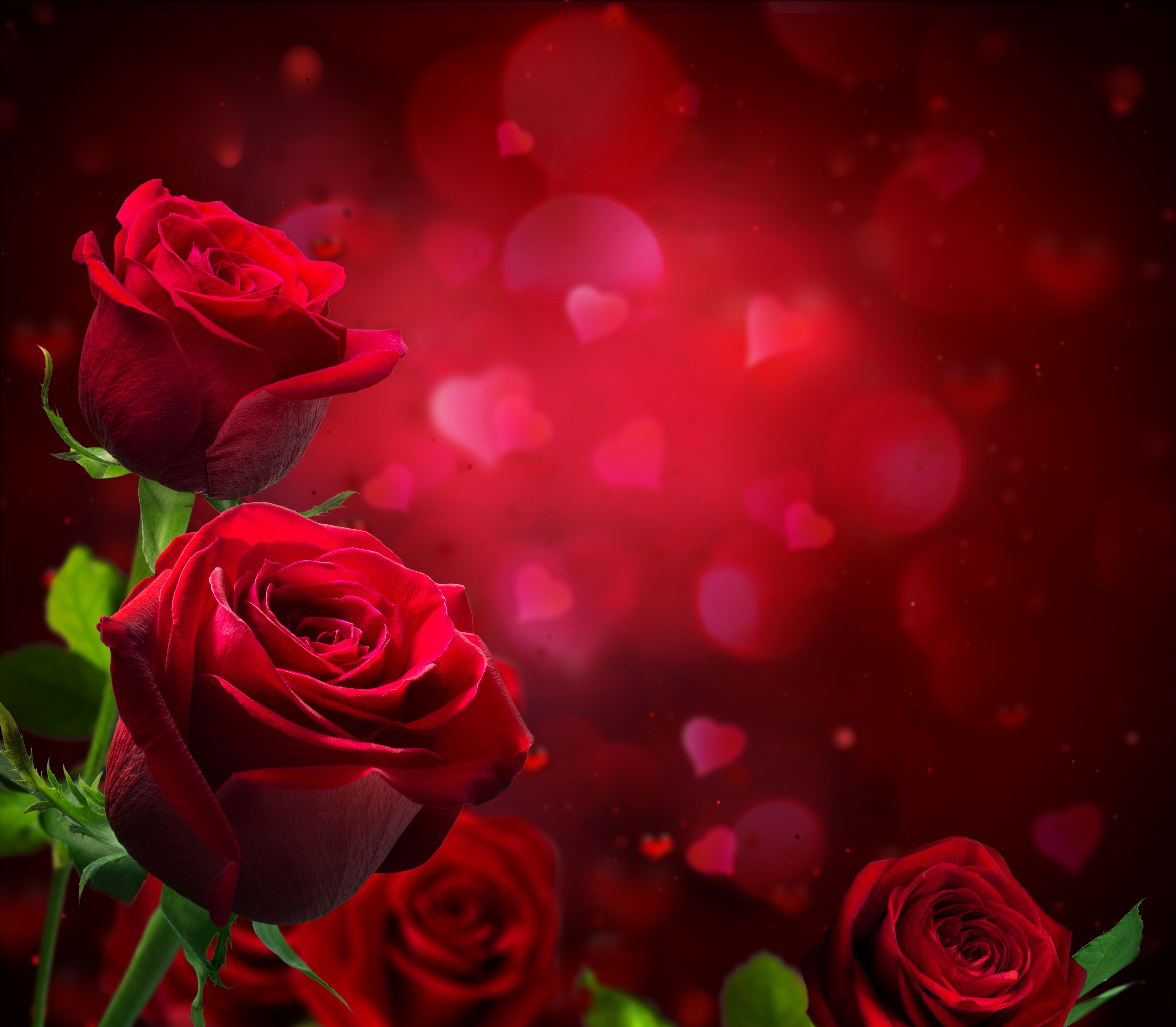 Wallpapers valentine s day lovers day holiday on the desktop