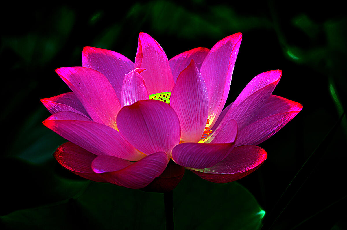 Luminous lotus flower