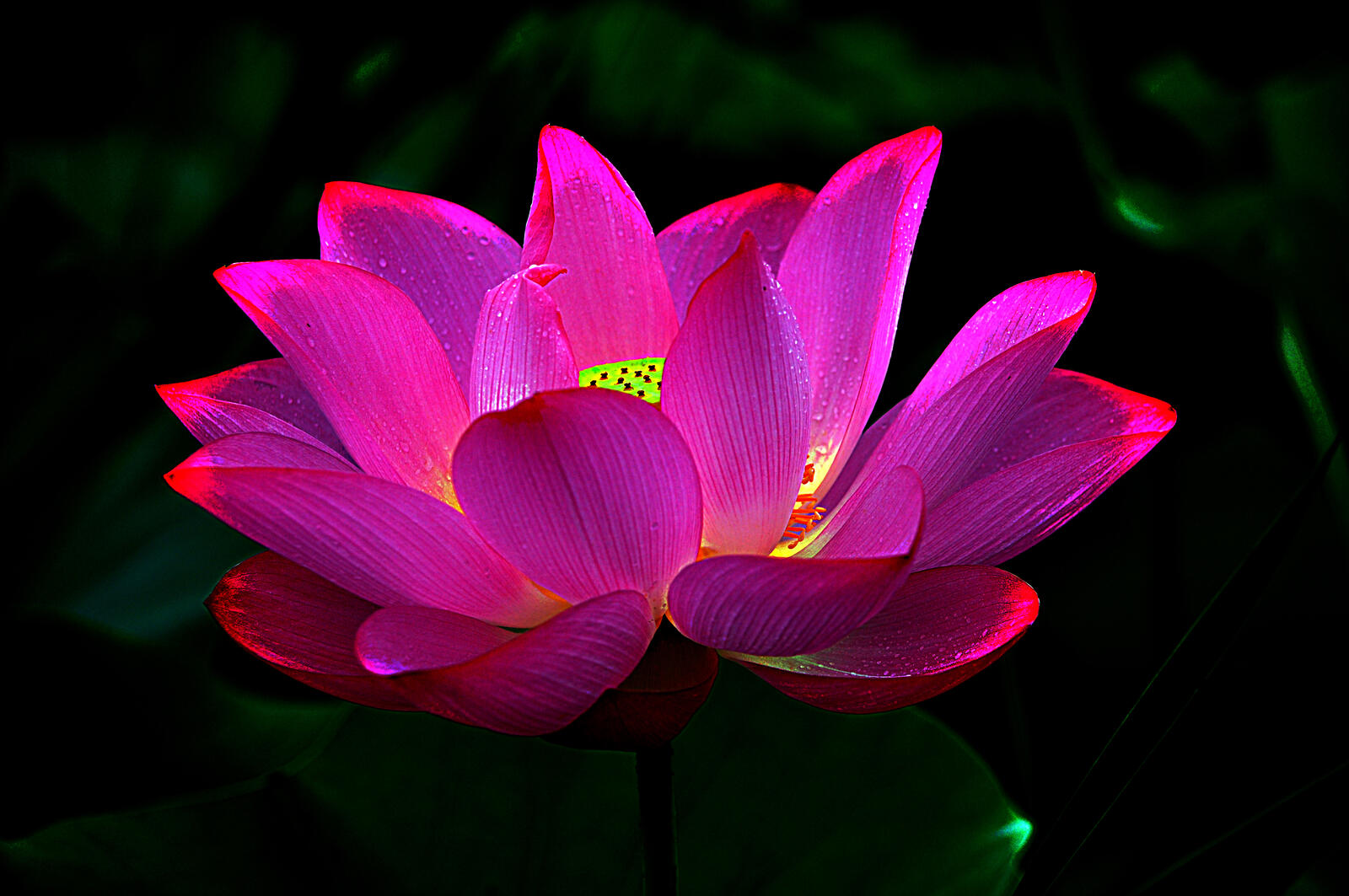 Бесплатное фото Светящийся цветок лотоса