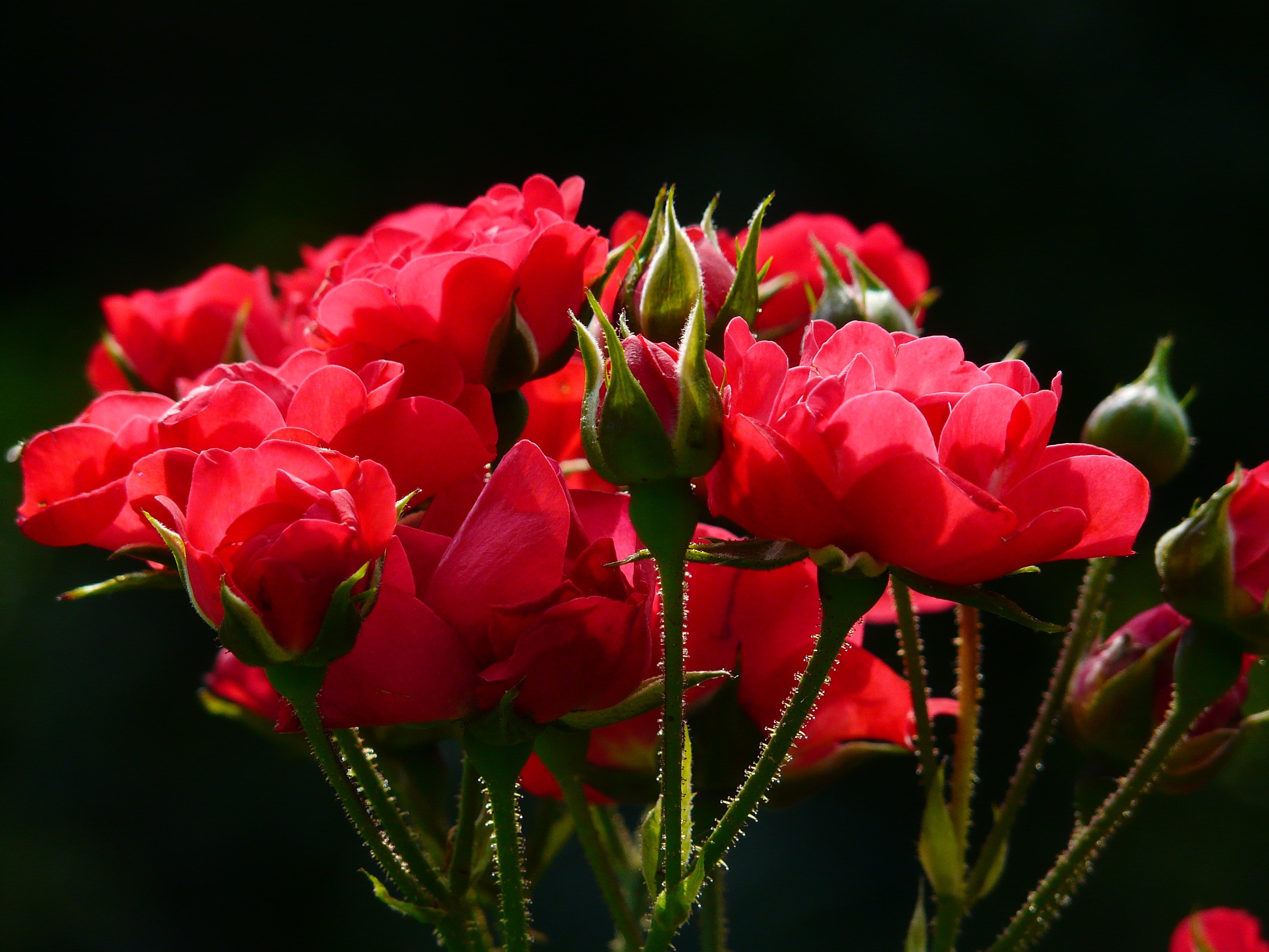 Обои красные розы листья семена на рабочий стол