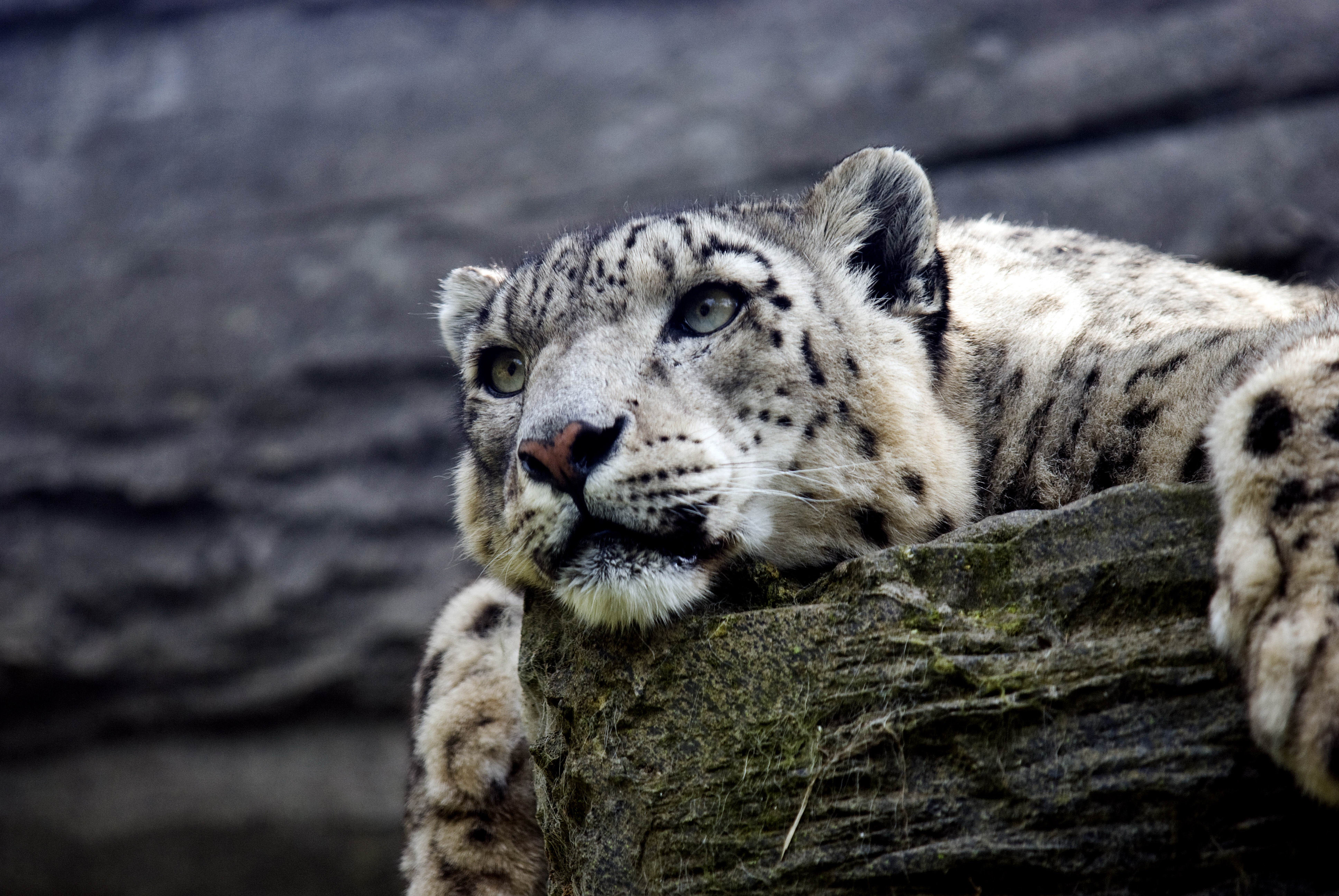 The snow leopard is resting