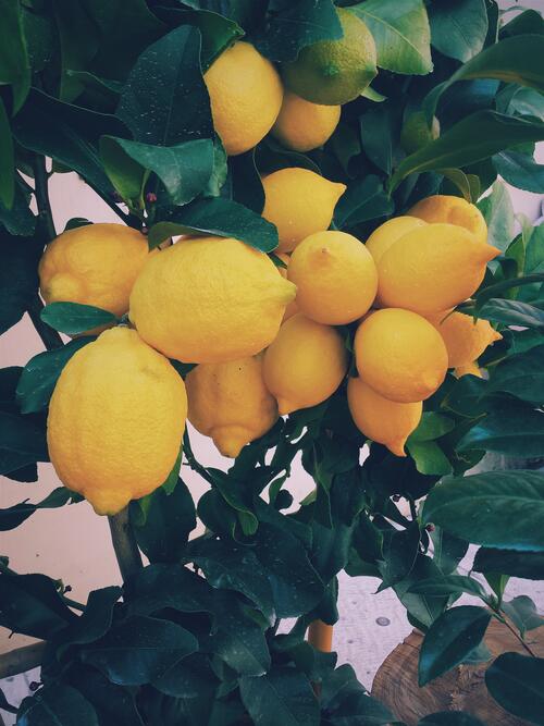 The ripe lemons on the tree