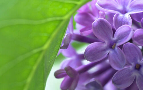 Purple lilacs close-up.