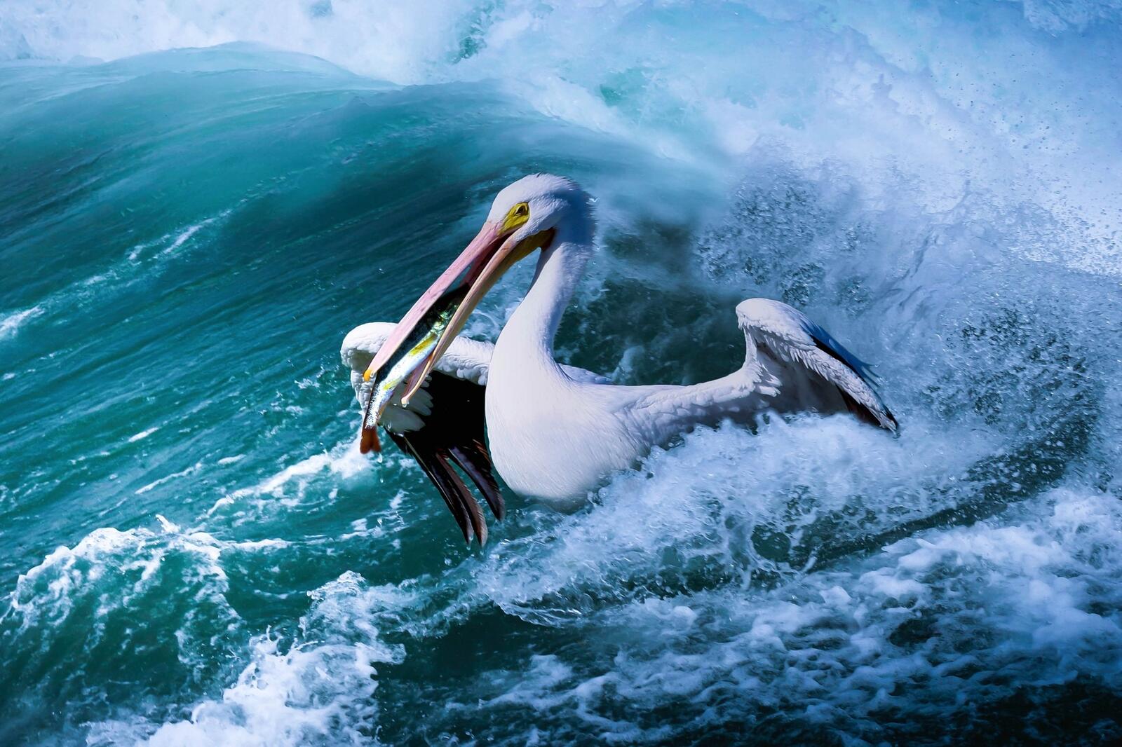 Wallpapers bird pelican fish hunting on the desktop