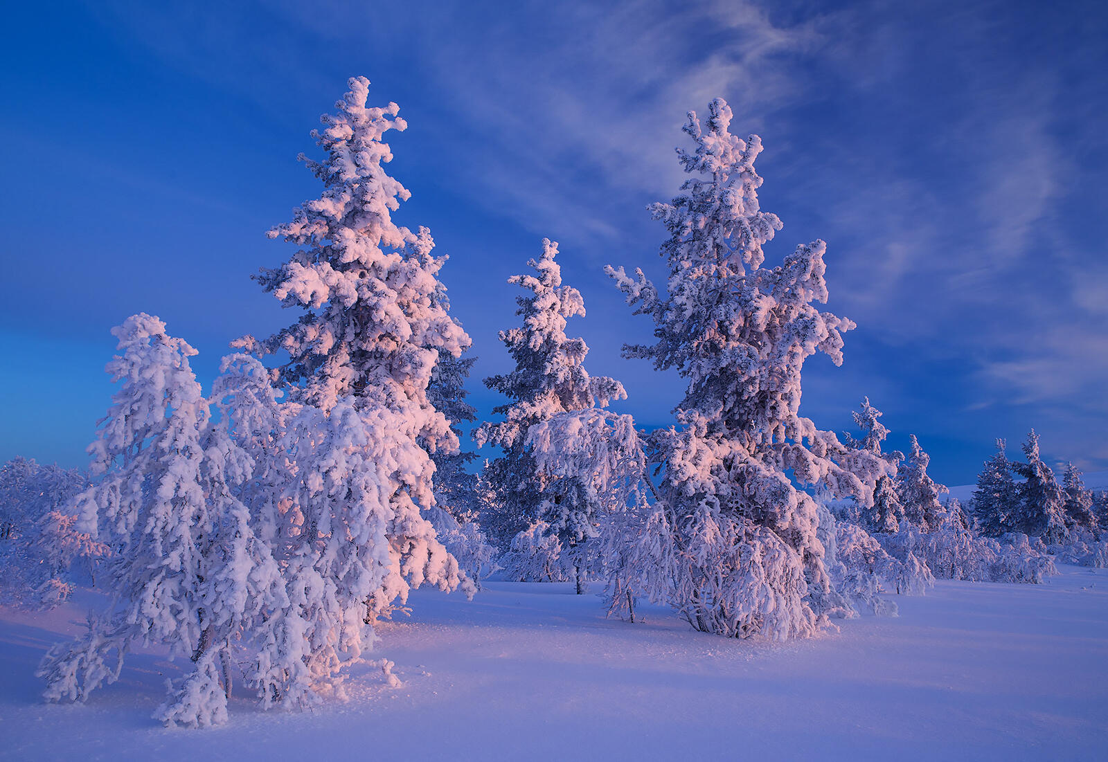 Wallpapers trees sunset Lapland on the desktop