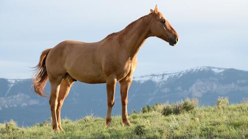 Domestic horse walking in the pasture