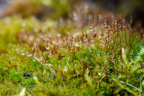 Moss with drops of dew