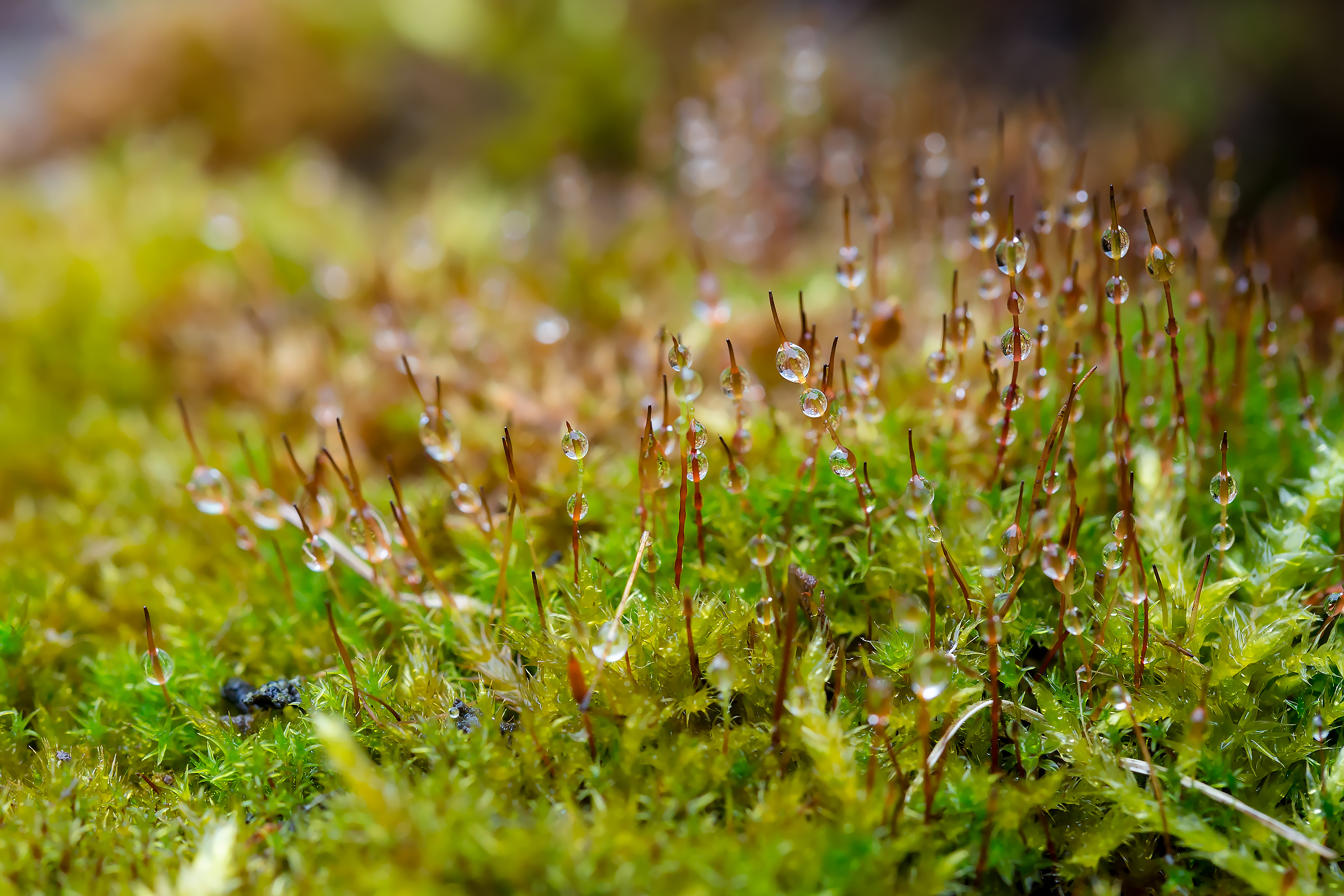 Free photo Moss with drops of dew