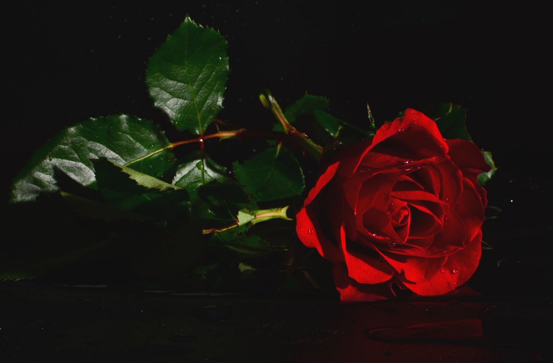 Обои красная роза листья тьма на рабочий стол