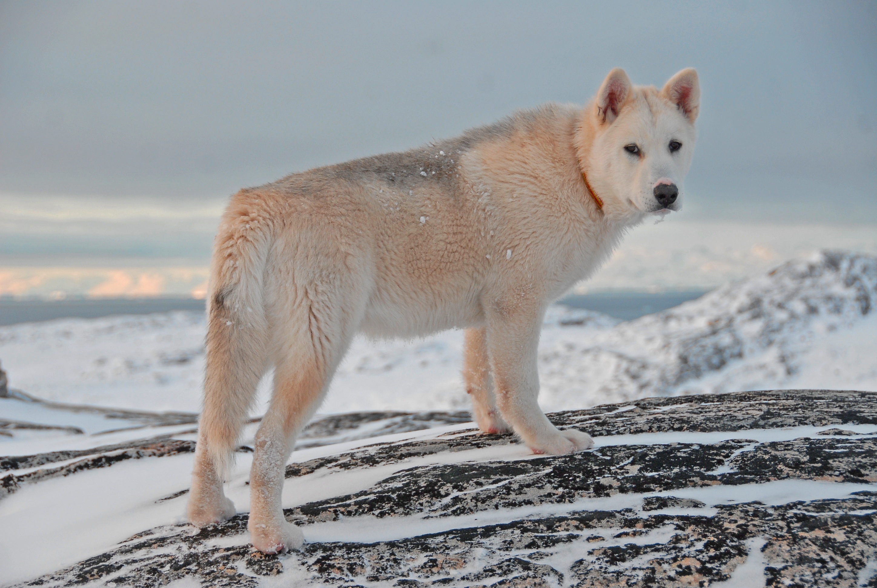 Free photo Greenland dog on snowy peaks