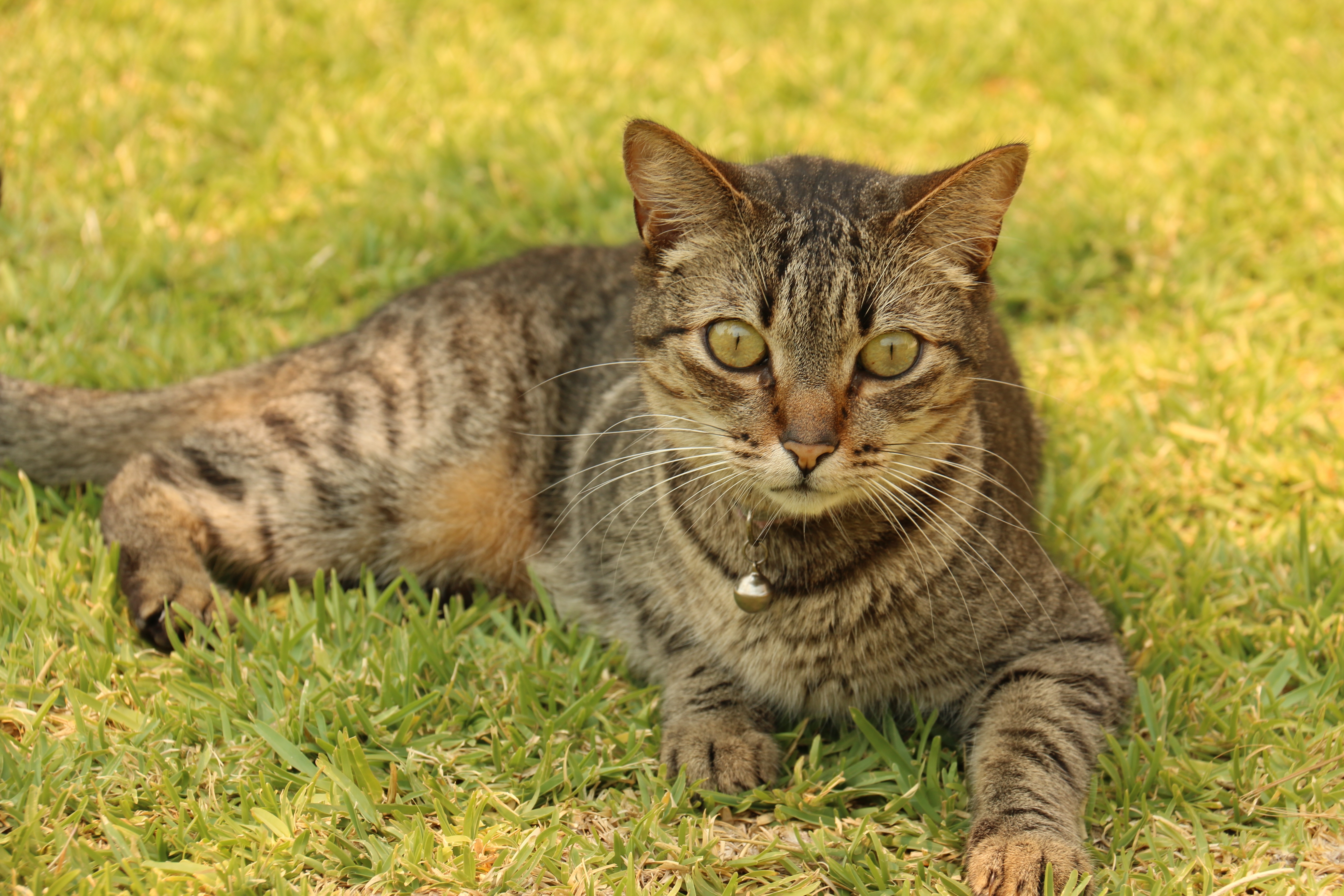 Фото бесплатно игривый кот, ошейник, газон