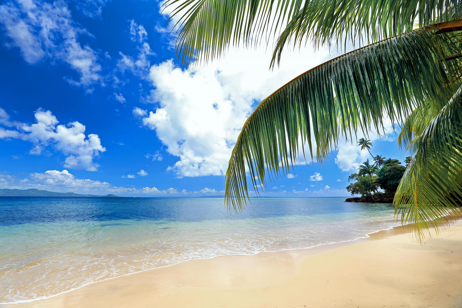 Wallpapers view from the shore palm leaves landscapes on the desktop
