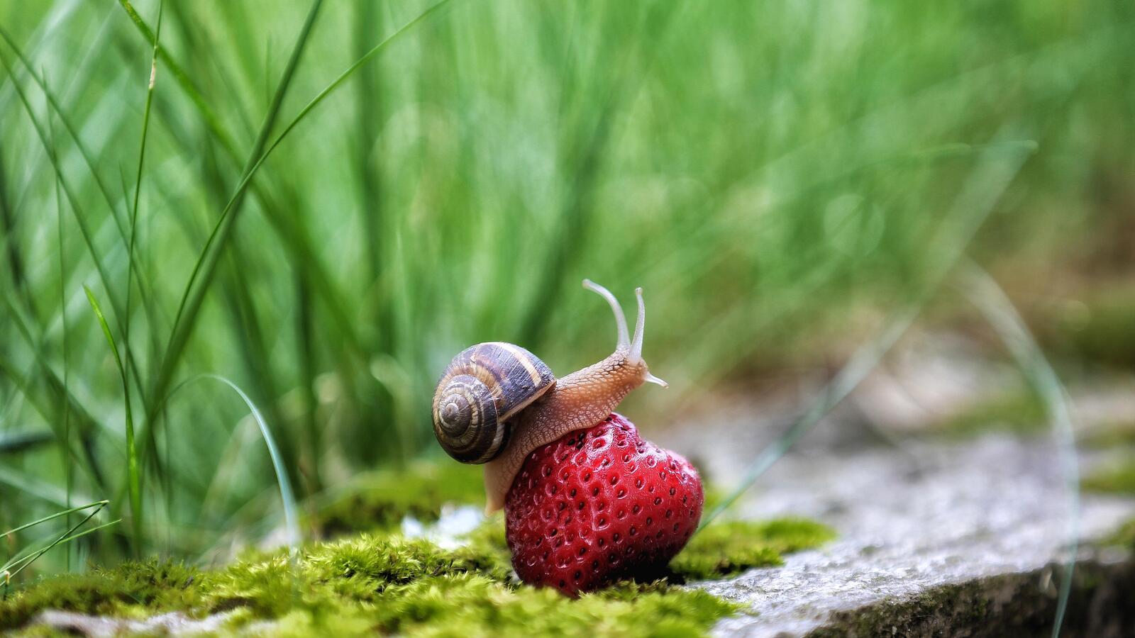 Wallpapers snail strawberry berry on the desktop