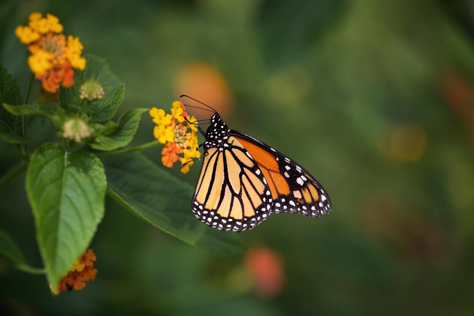 Wallpapers animal monarch butterfly insects on the desktop