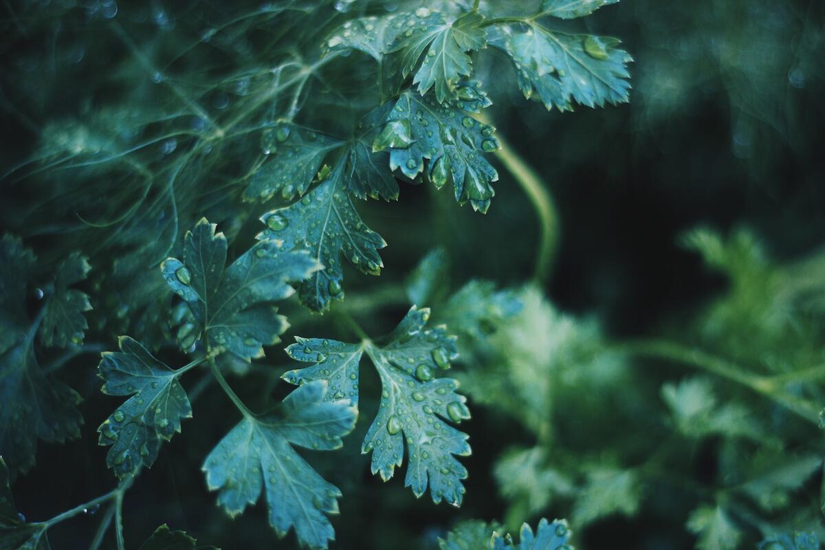Зеленые листья с каплями дождя