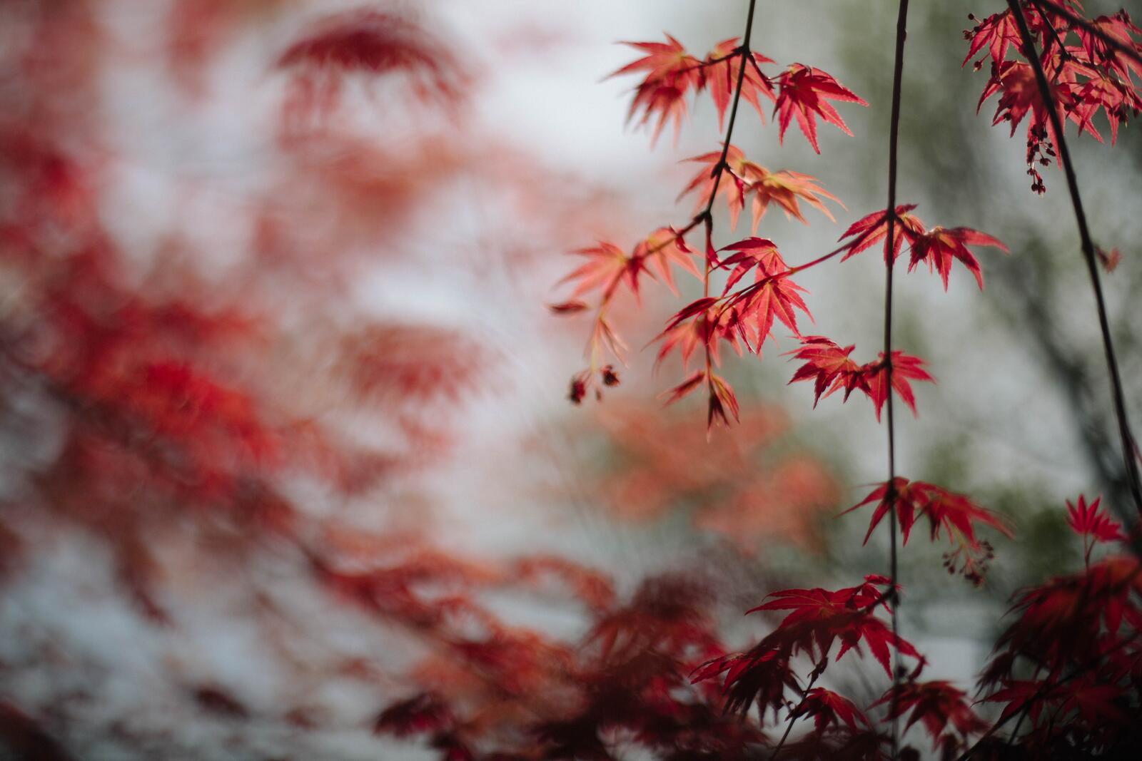 Бесплатное фото Красные кленовые листья