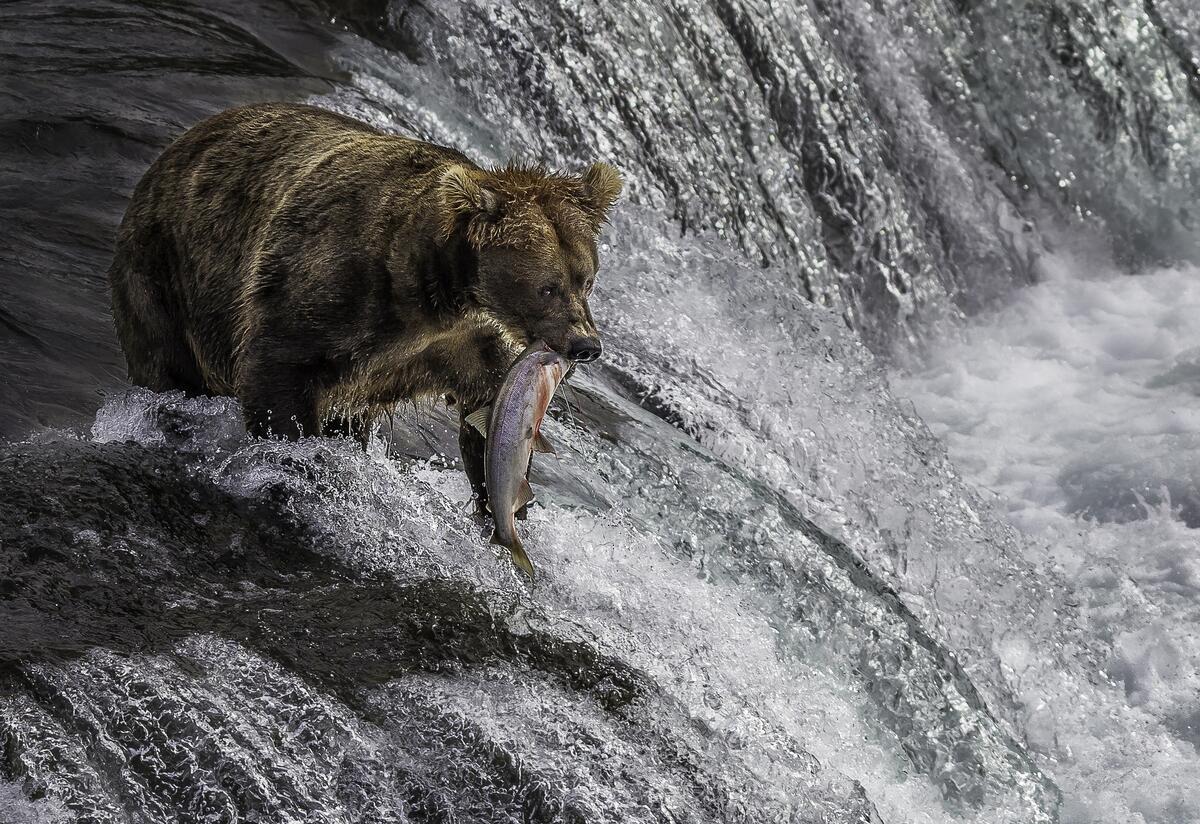 Bear catches fish