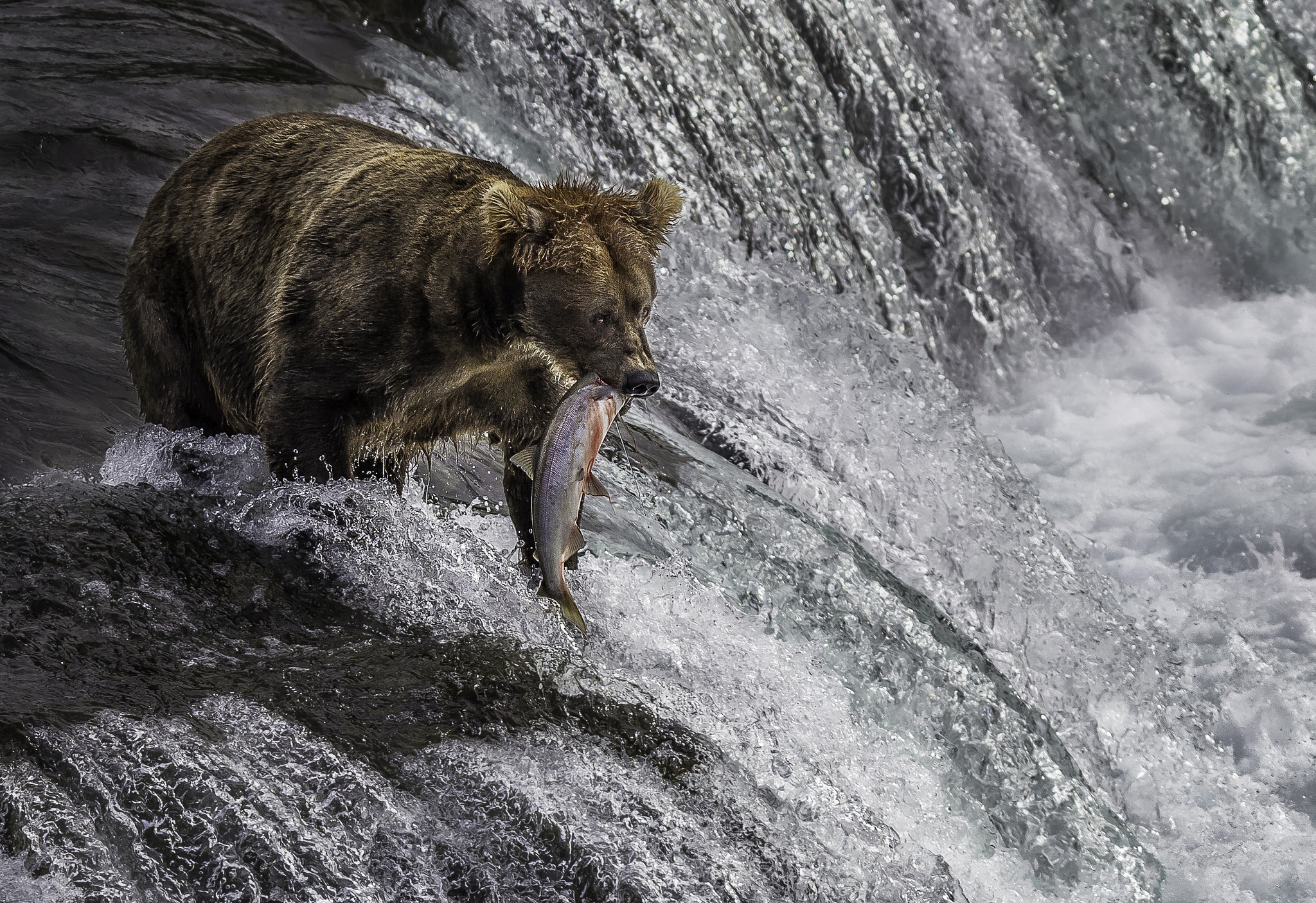 Free photo Bear catches fish