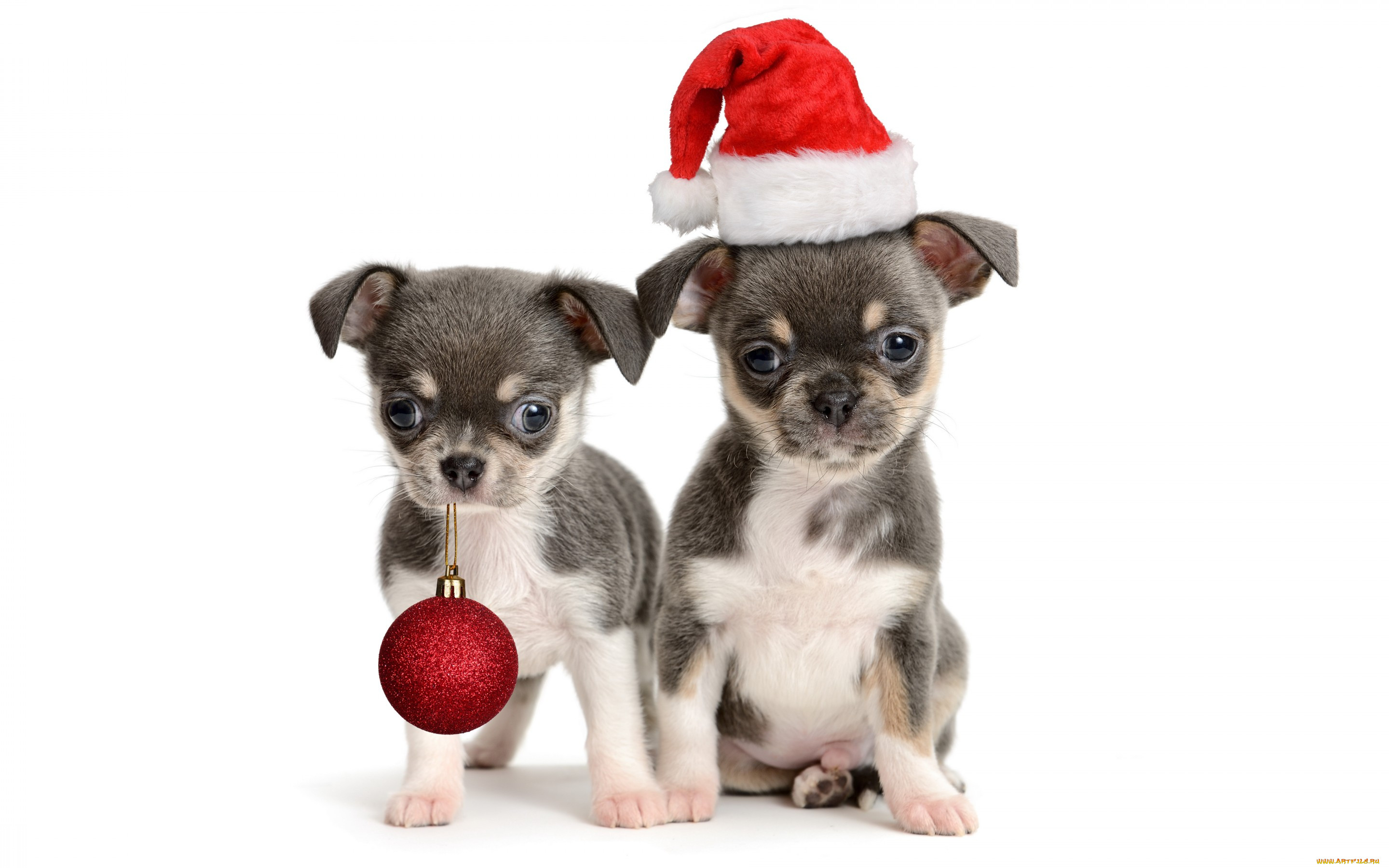 Фото бесплатно два щенка, две собаки, новогодняя шапка