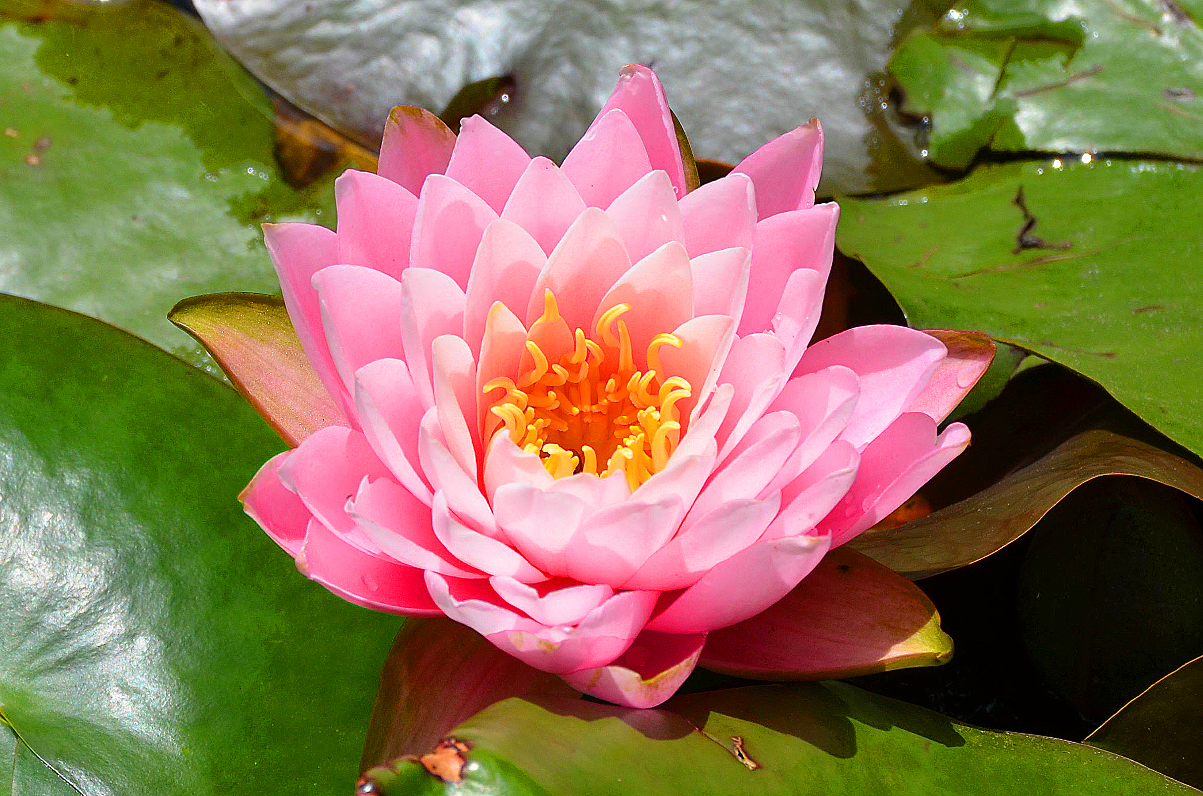 Wallpapers water beauty water lily flowers on the desktop