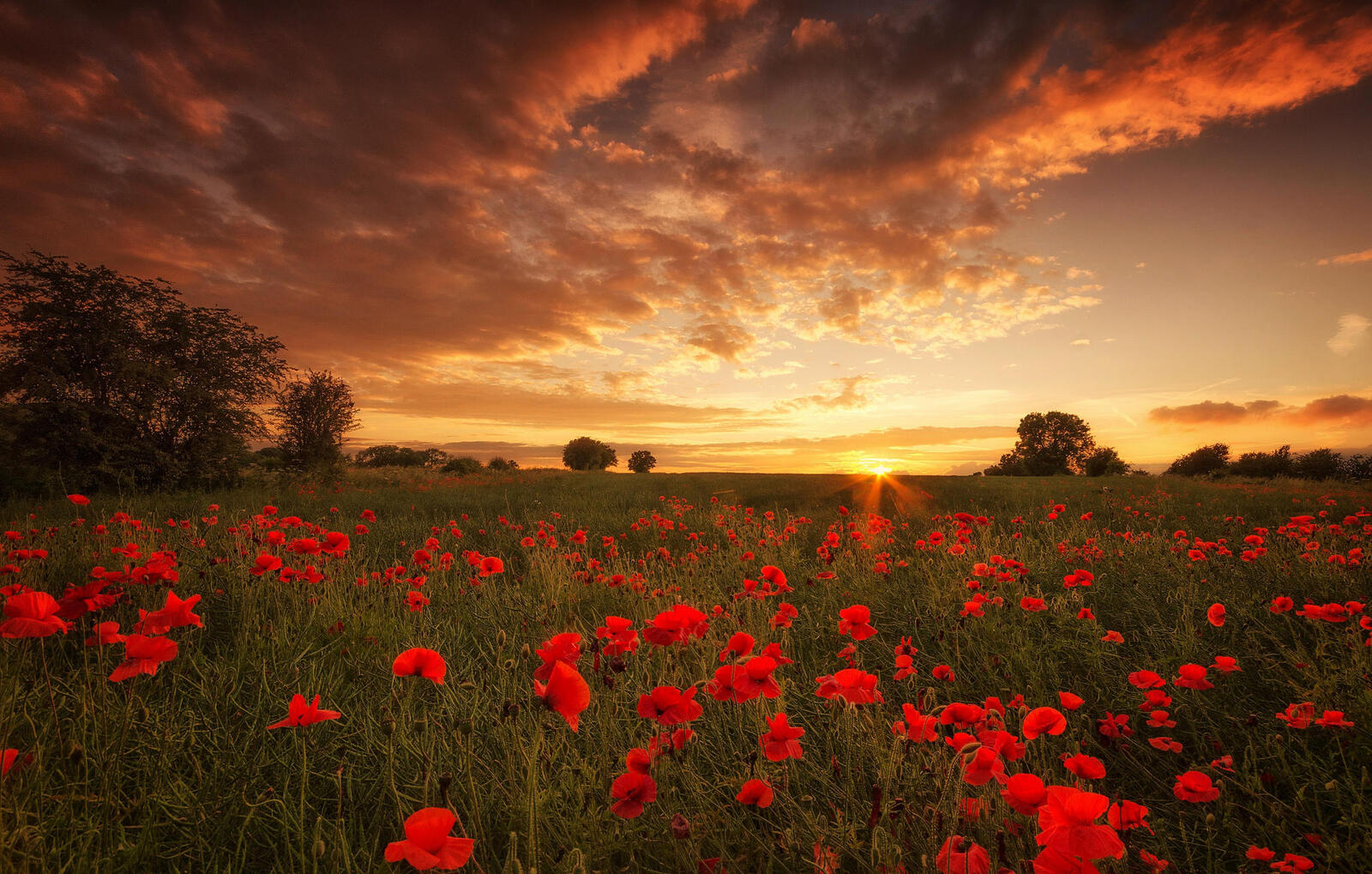 Free photo Beautiful pictures field sunset for free