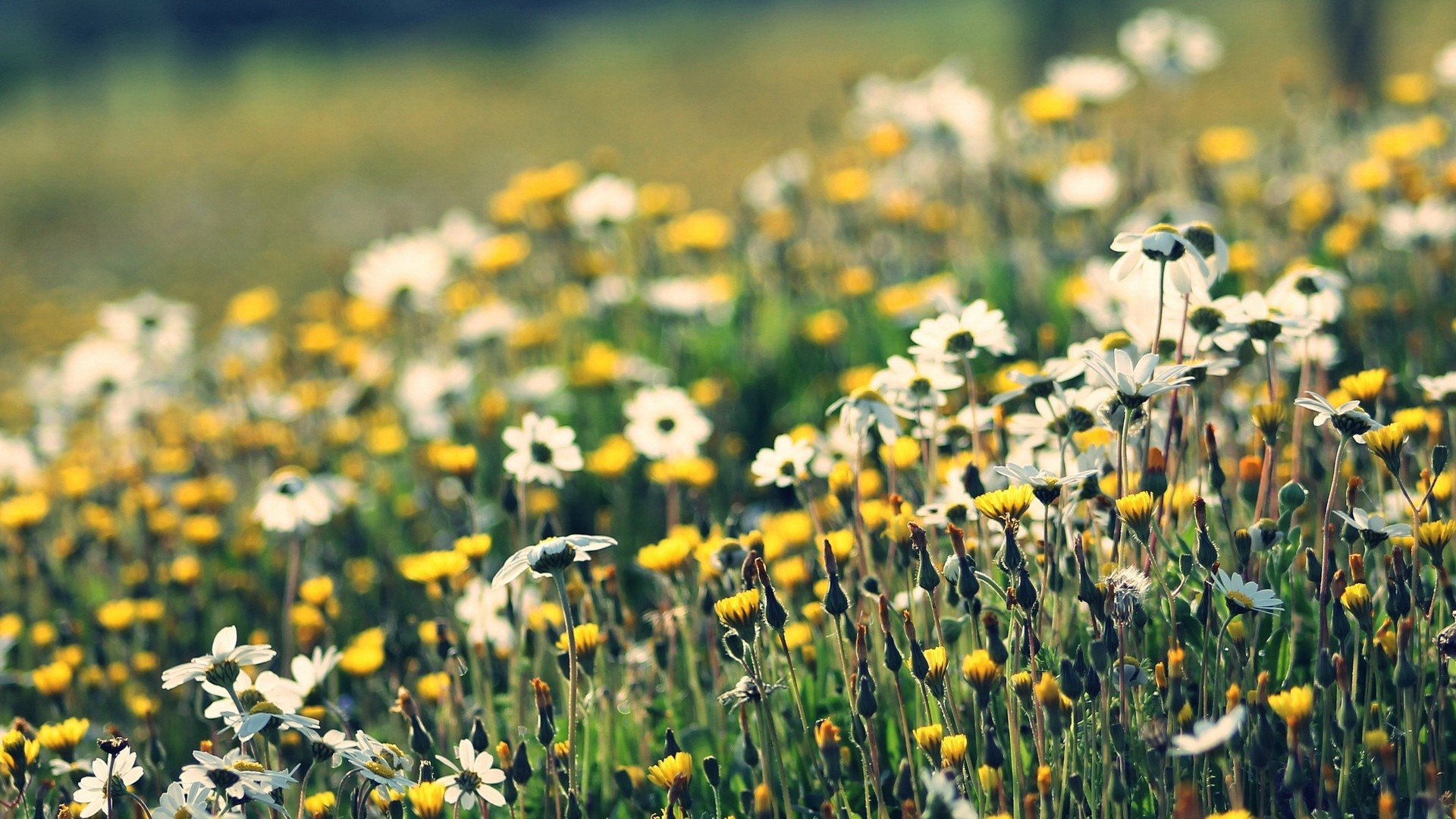 Wallpapers nature wildflowers chamomile on the desktop