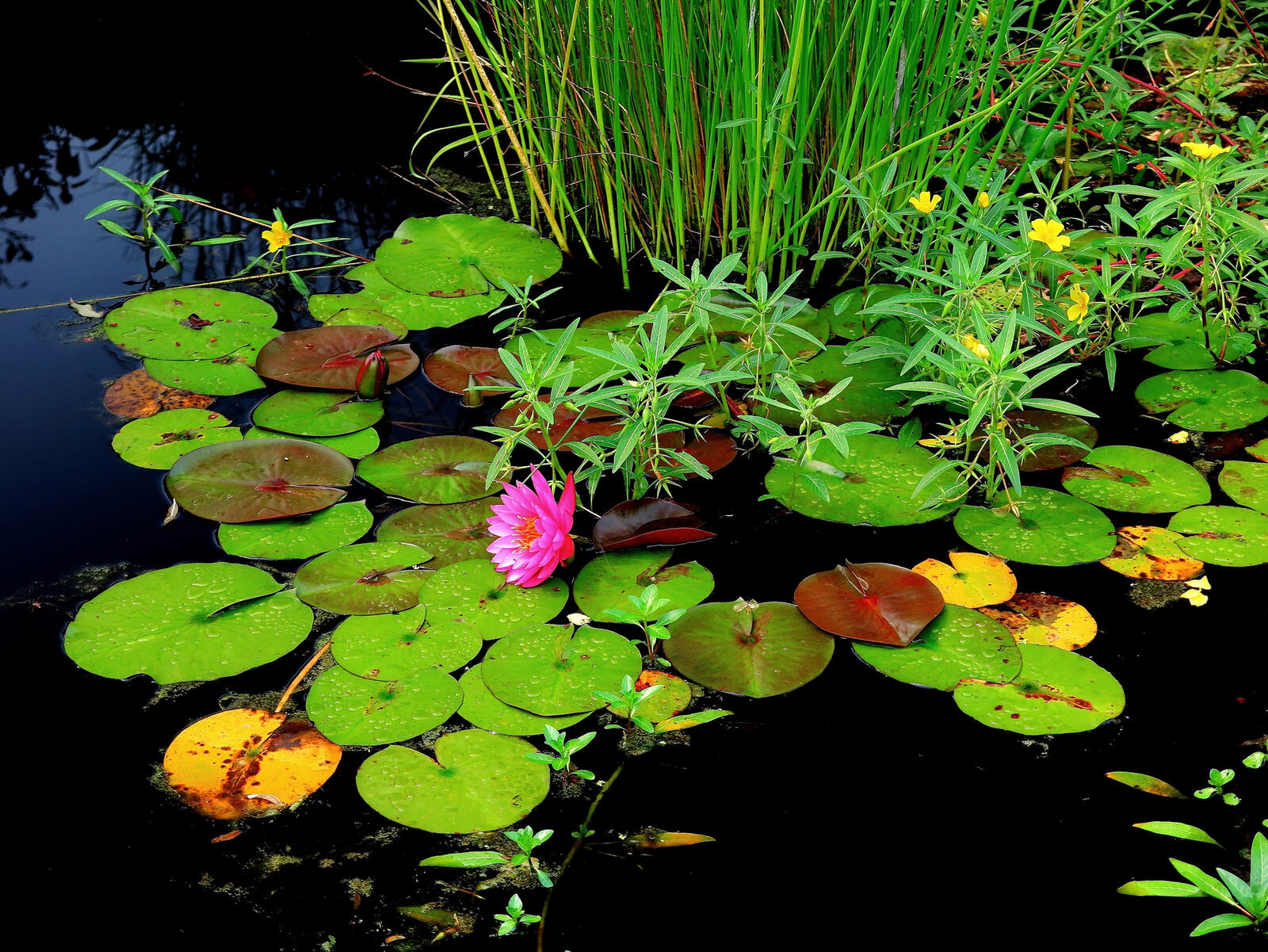 Wallpapers water lily landscape paradise on the desktop