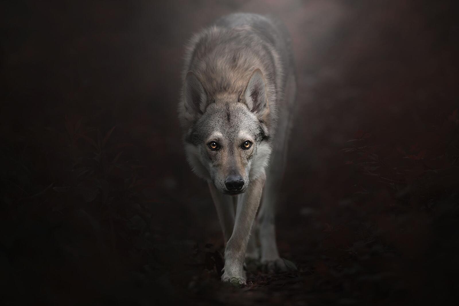 Wallpapers predator dogs wolf on the desktop