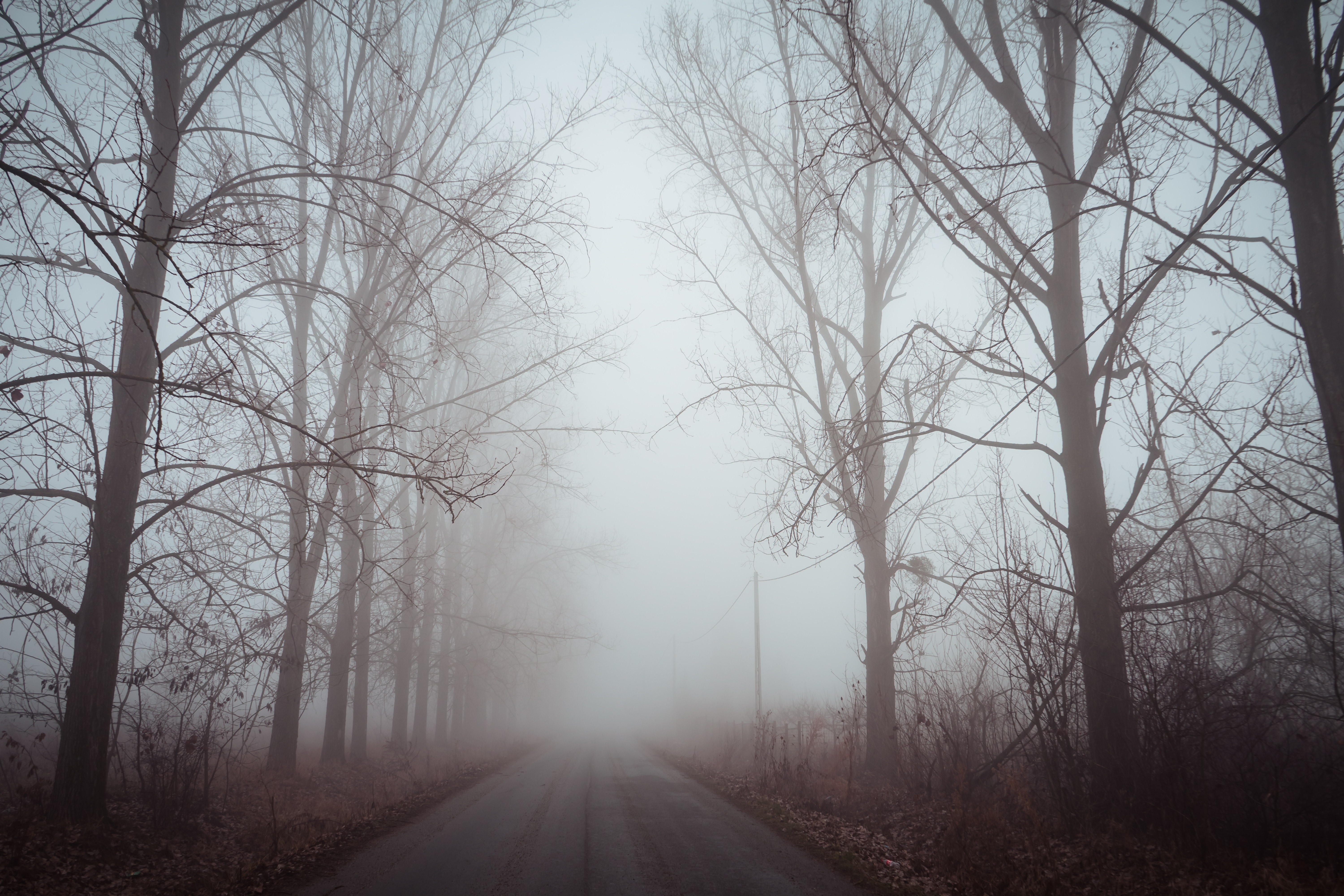 Фото обои туманный лес дорога деревья - бесплатные картинки на Fonwall